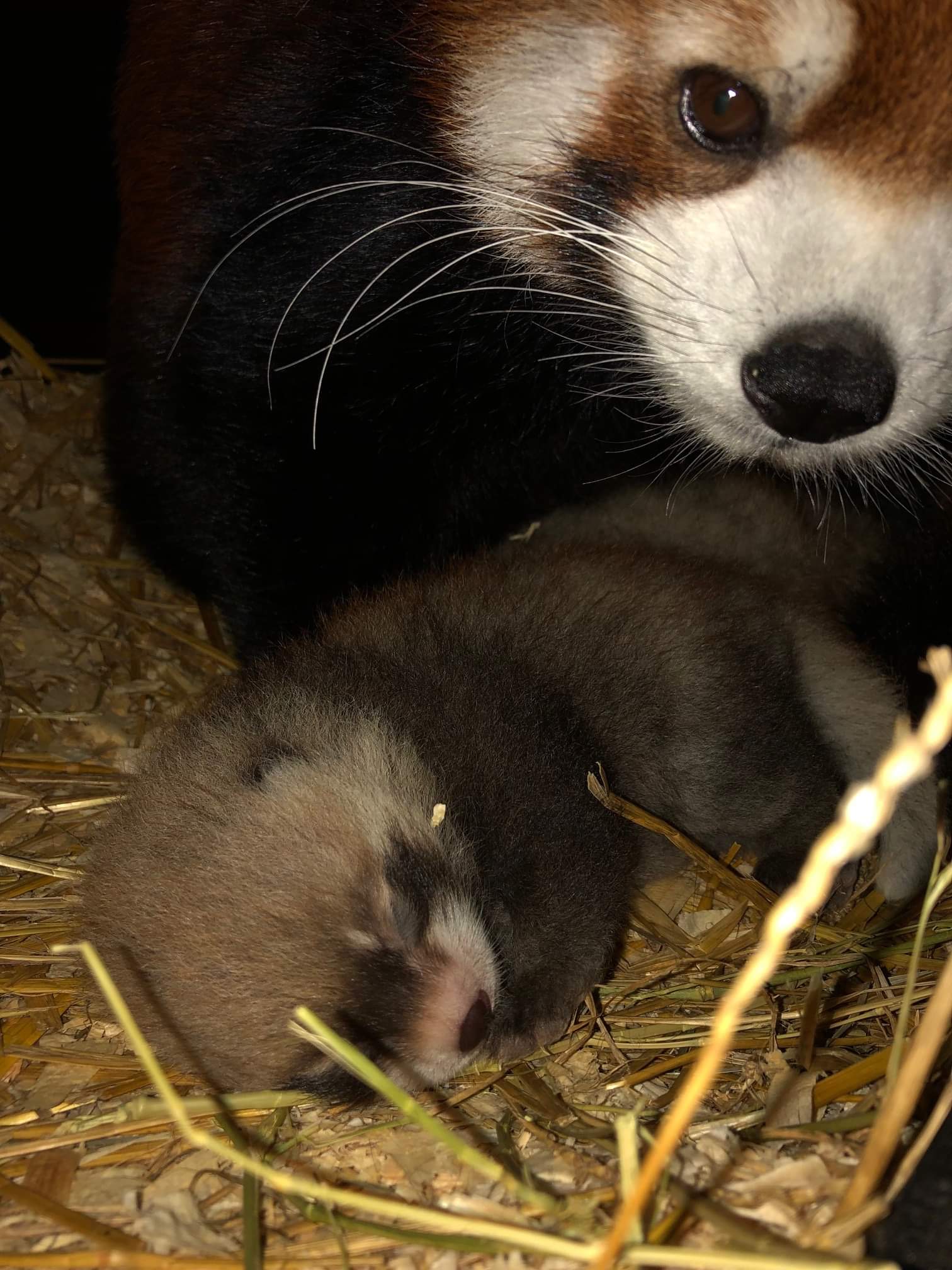 Cincinnati Zoo announced 2 red panda cubs were born on July 5! r