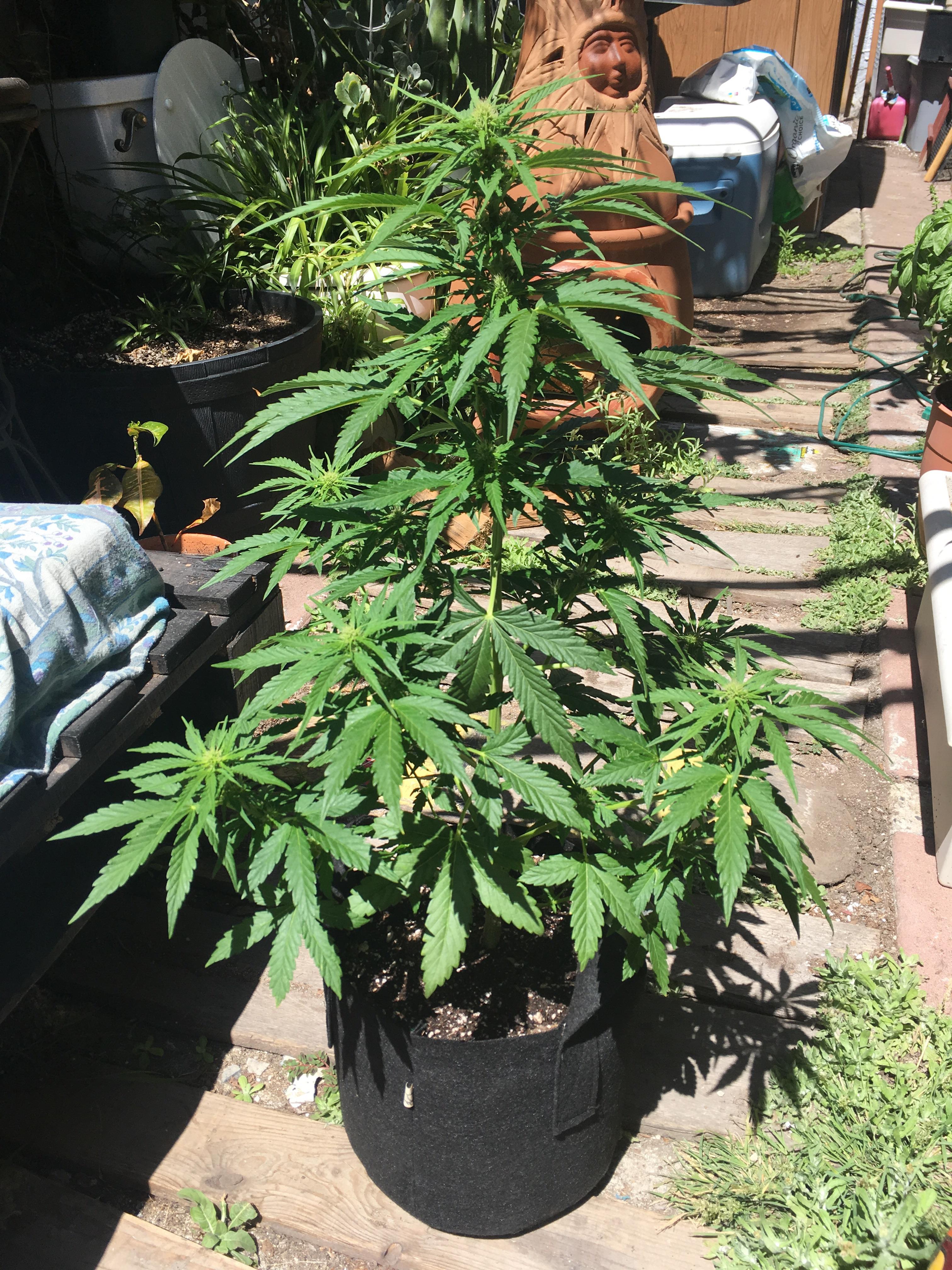 Update G13 Pineapple Express. 37 days old. Vertical growth is slowing