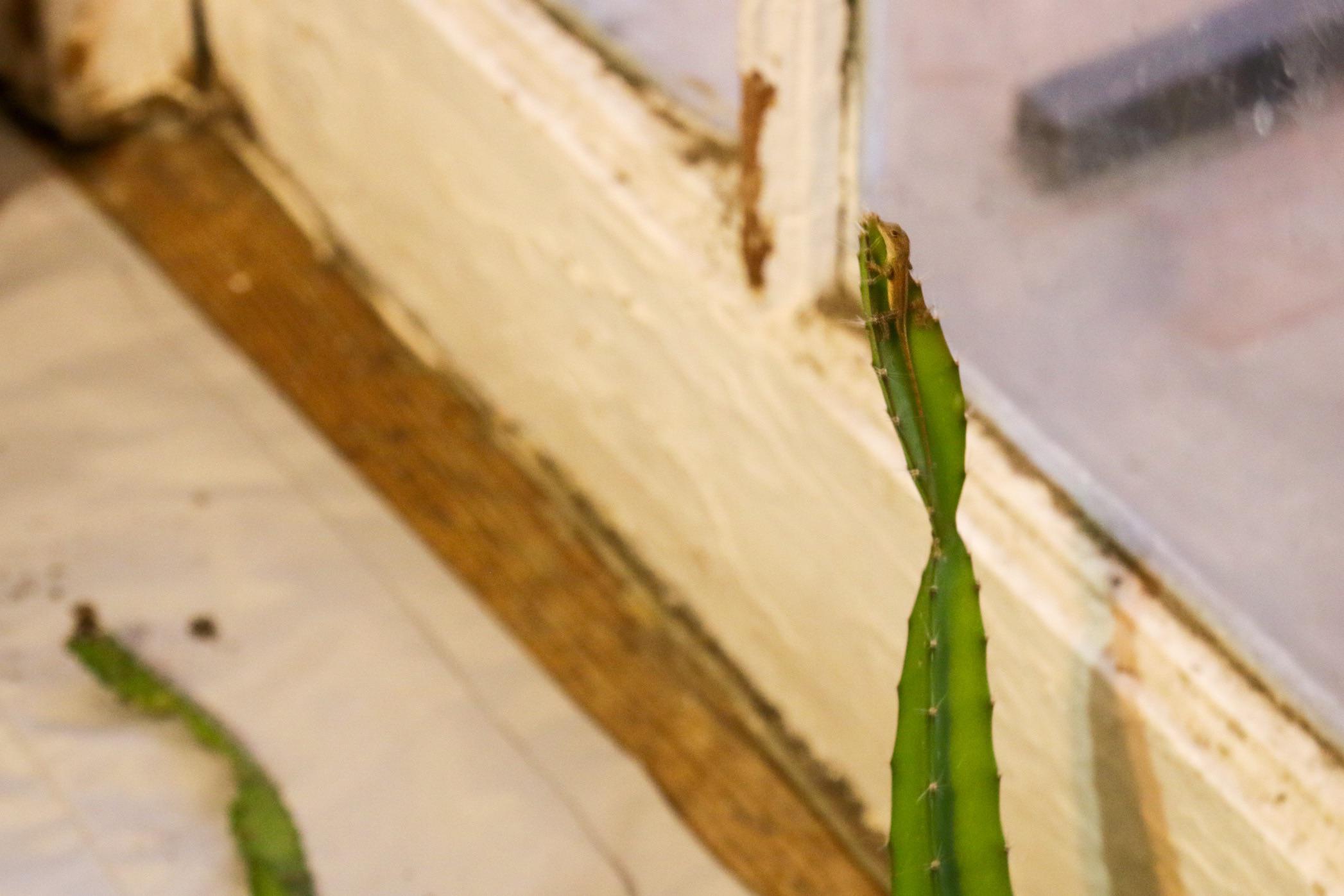 Brought in a hitchhiker with my plants for the storm r/NOLAnoles