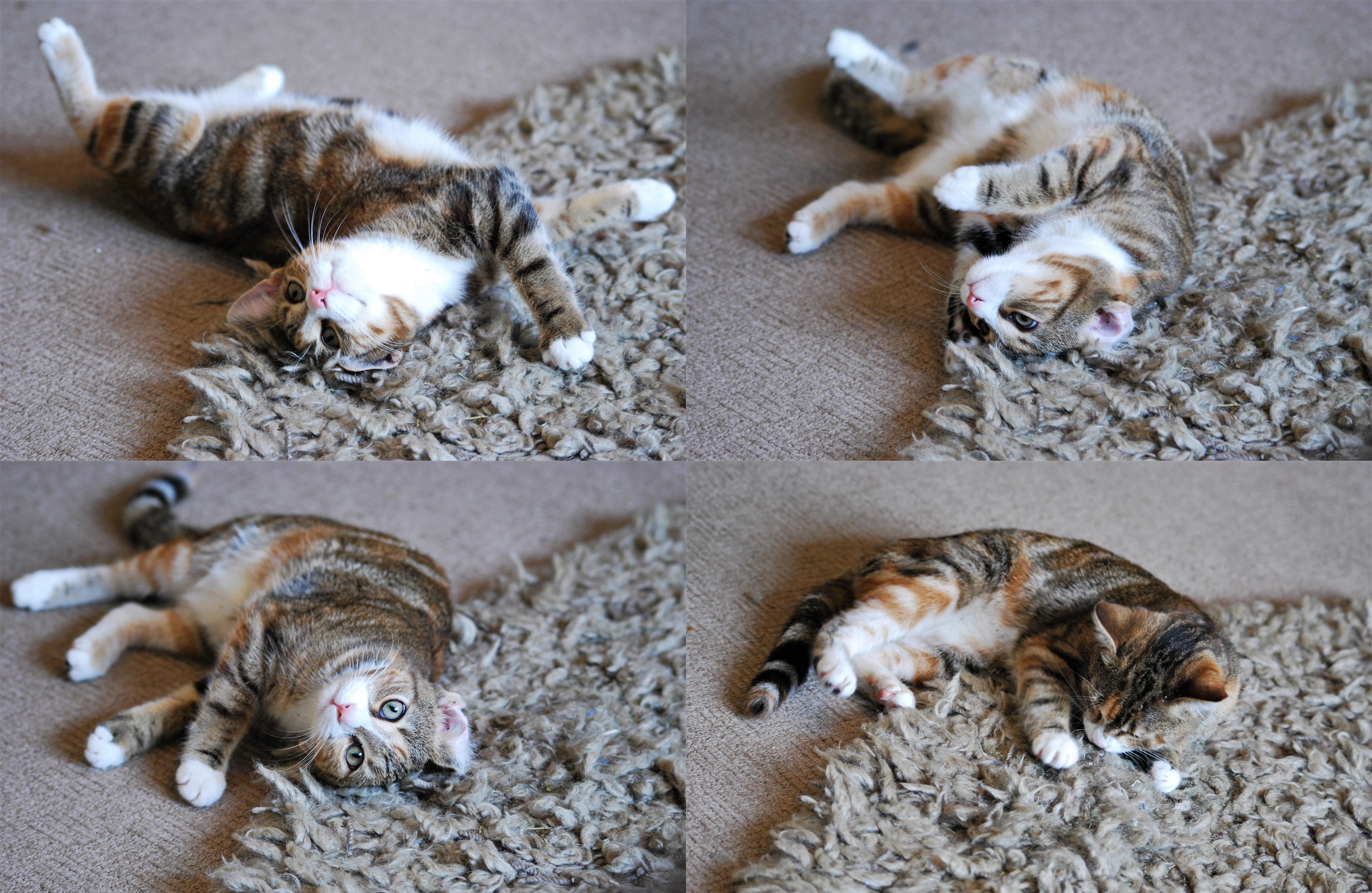 I put some catnip on the rug for her to roll around on and apparently eat! r/aww