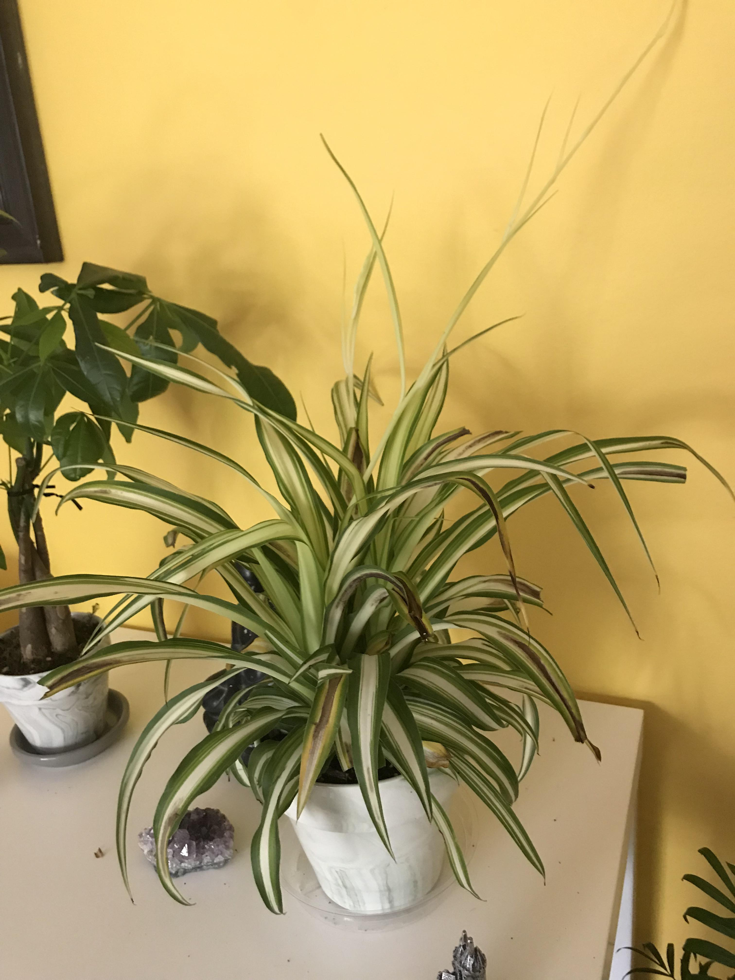 My spider plant is looking dreadful! He gets weekly watering and plenty