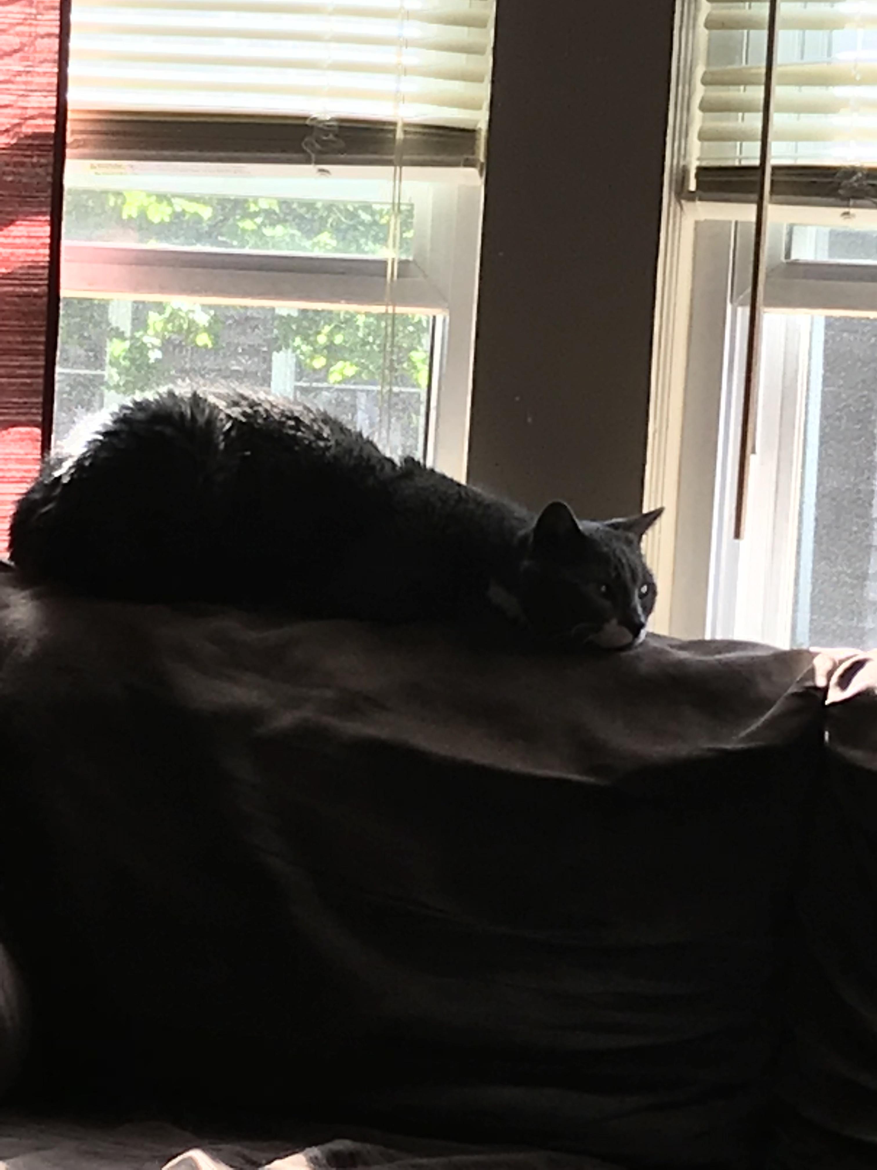 My cat turned into a slug r/cats