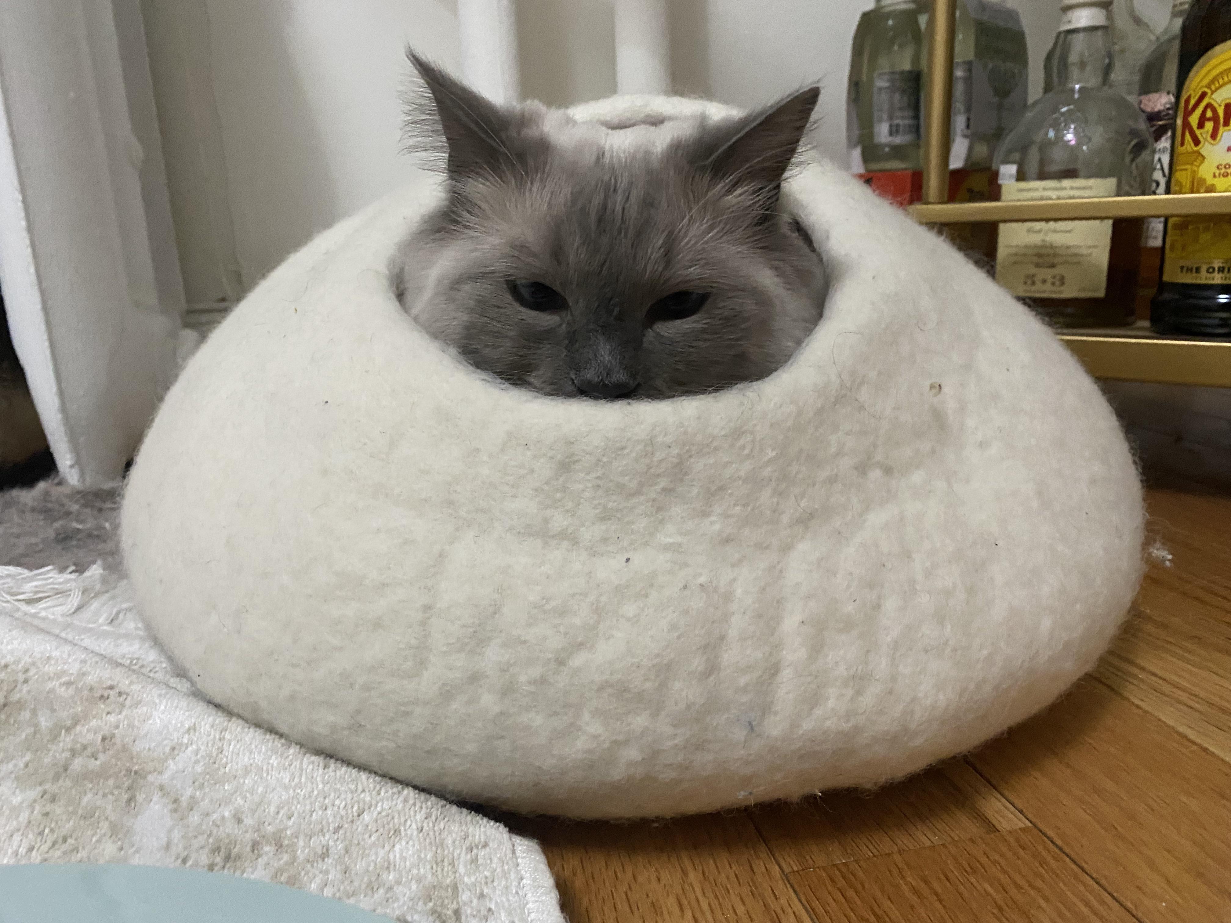 “Why can I feel someone watching me?” r/catdimension