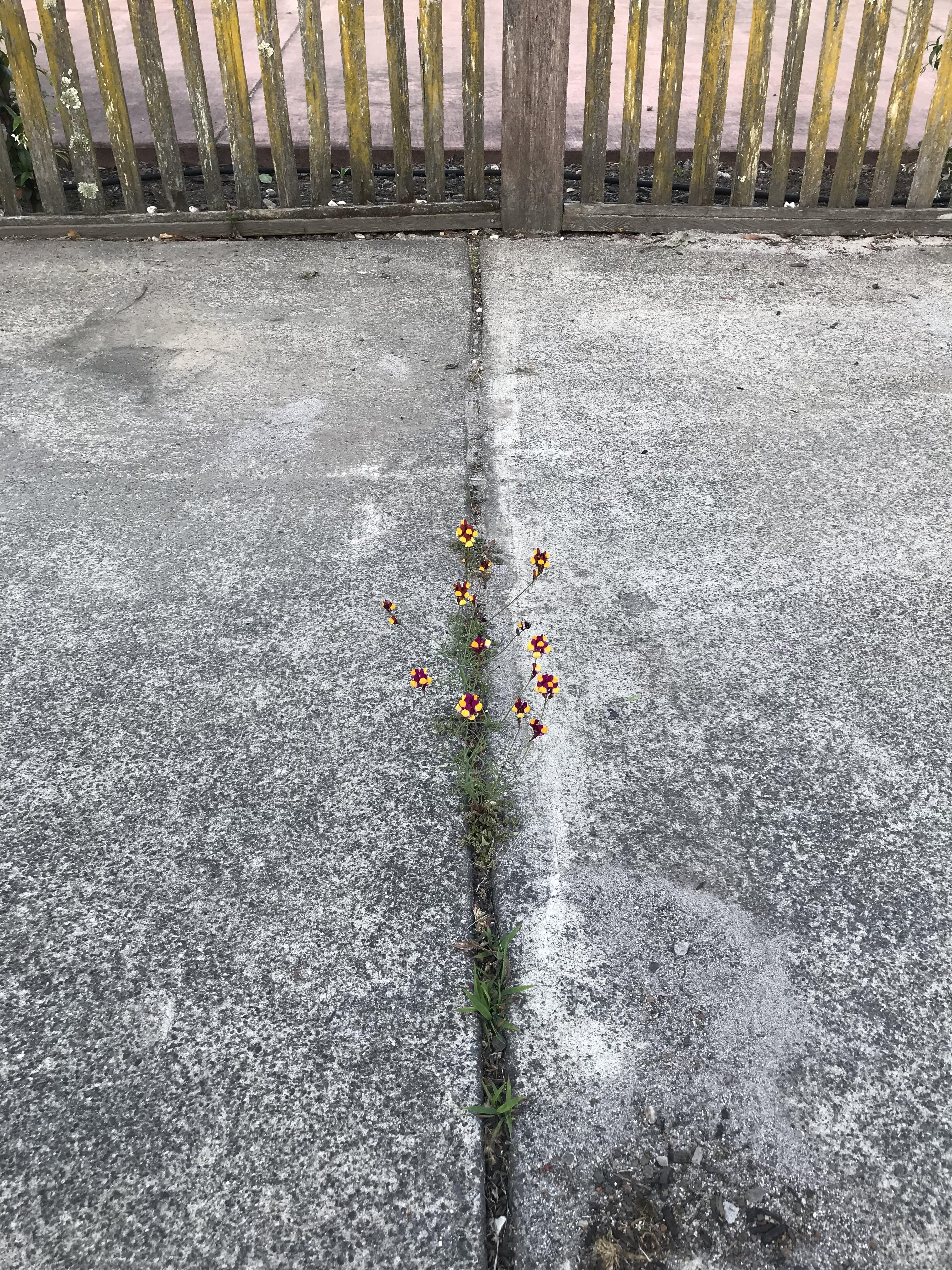 Driveway crack flowers = infinitely better than the weeds r/gardening