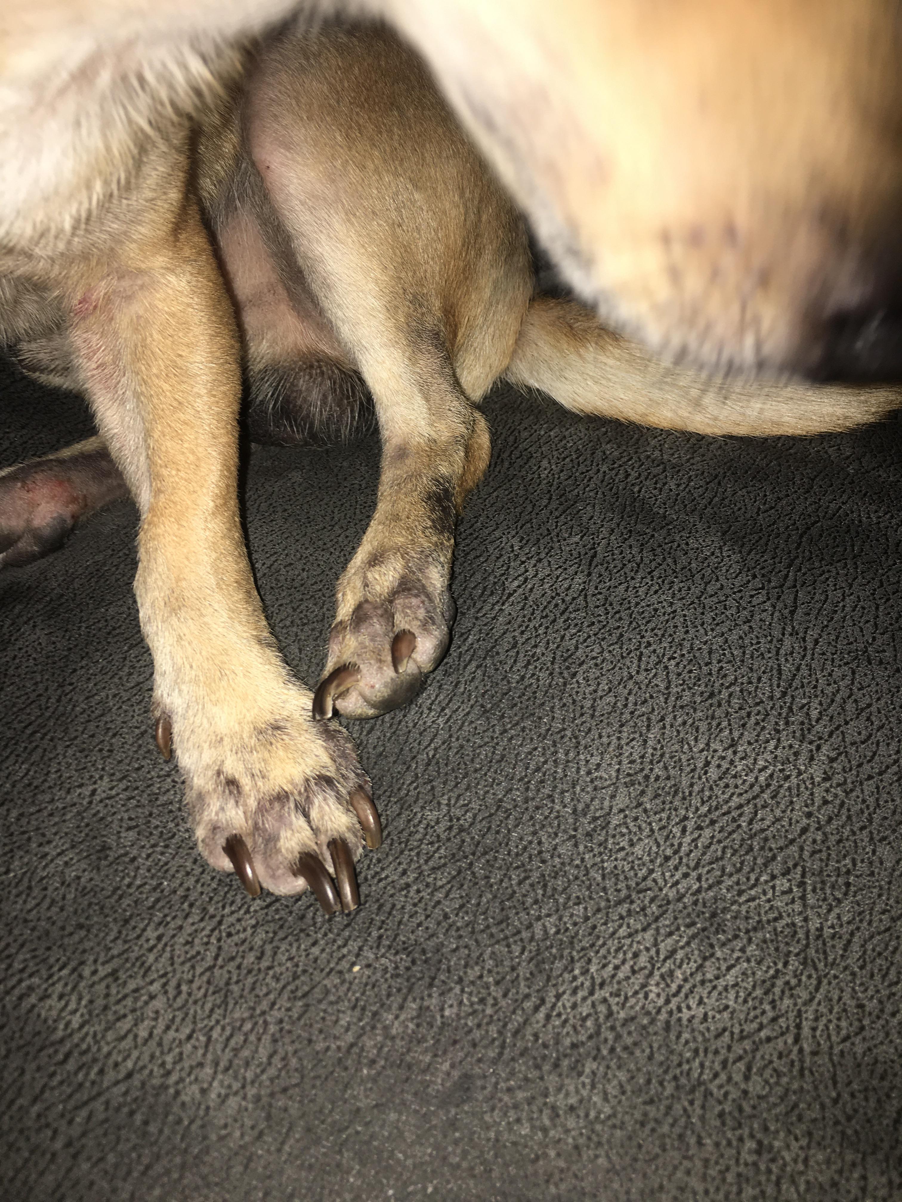 Chupacabra feet”** Does anyone else have a problem with their Chihuahua