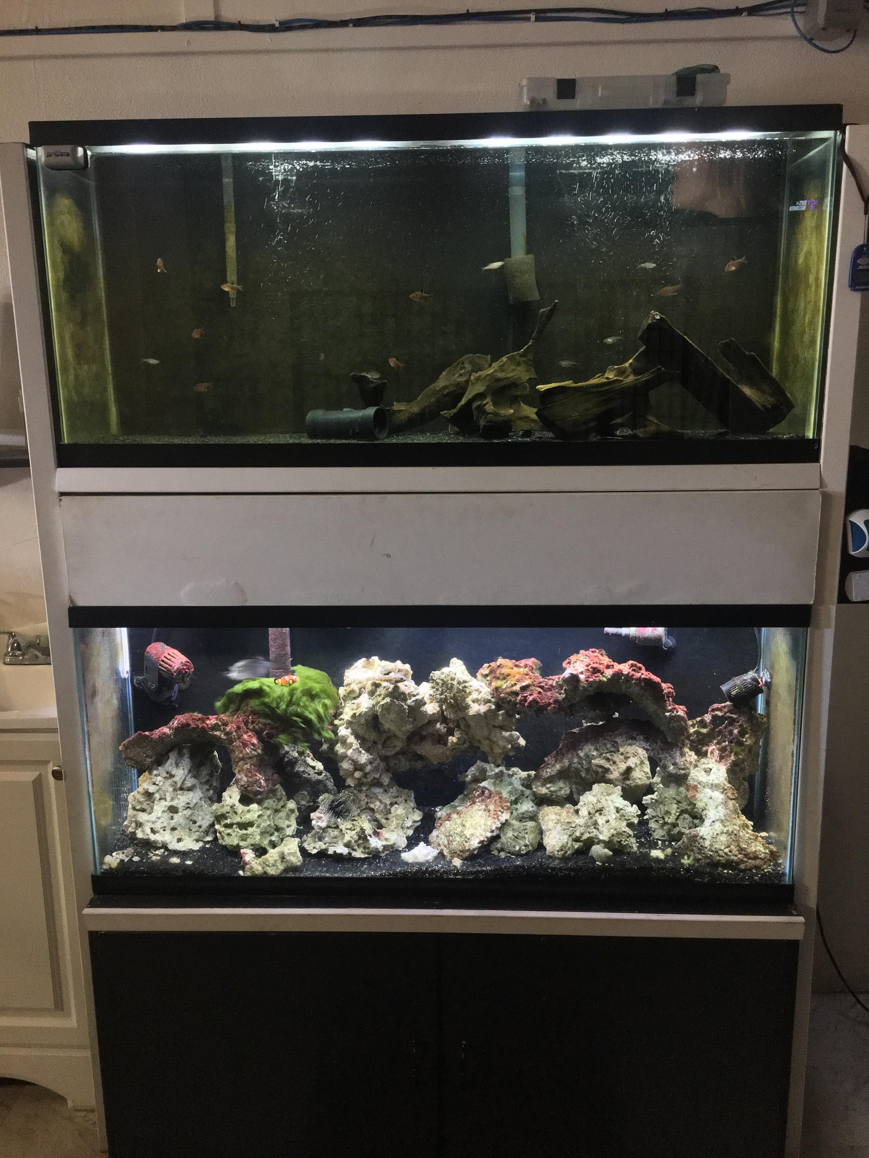 FTS Friday And I need to clean that Tetra Tank. r/Aquariums