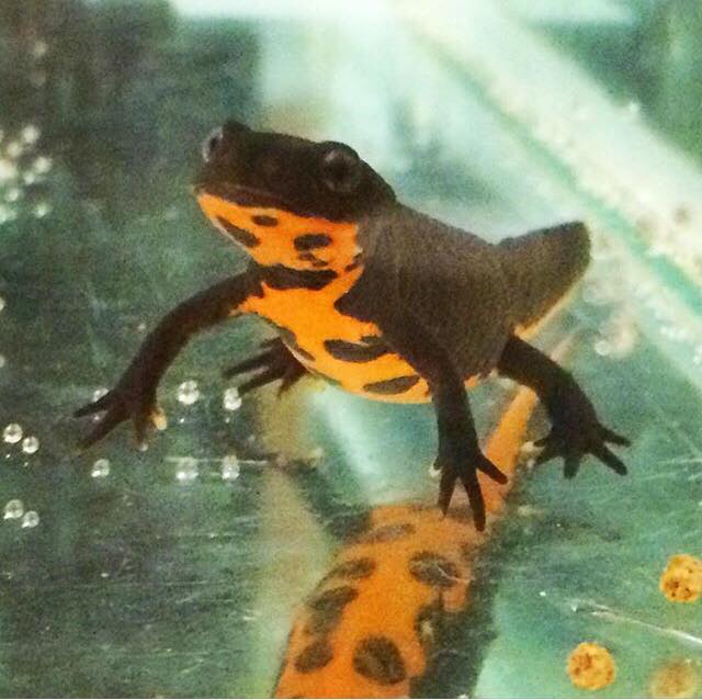 I'm trying to find a friend for my Firebelly Newt in Canada, does