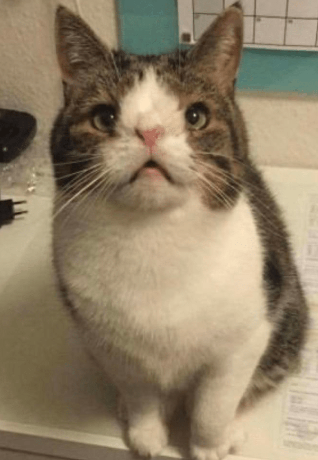 This is Monty. A cat with Down Syndrome r/aww