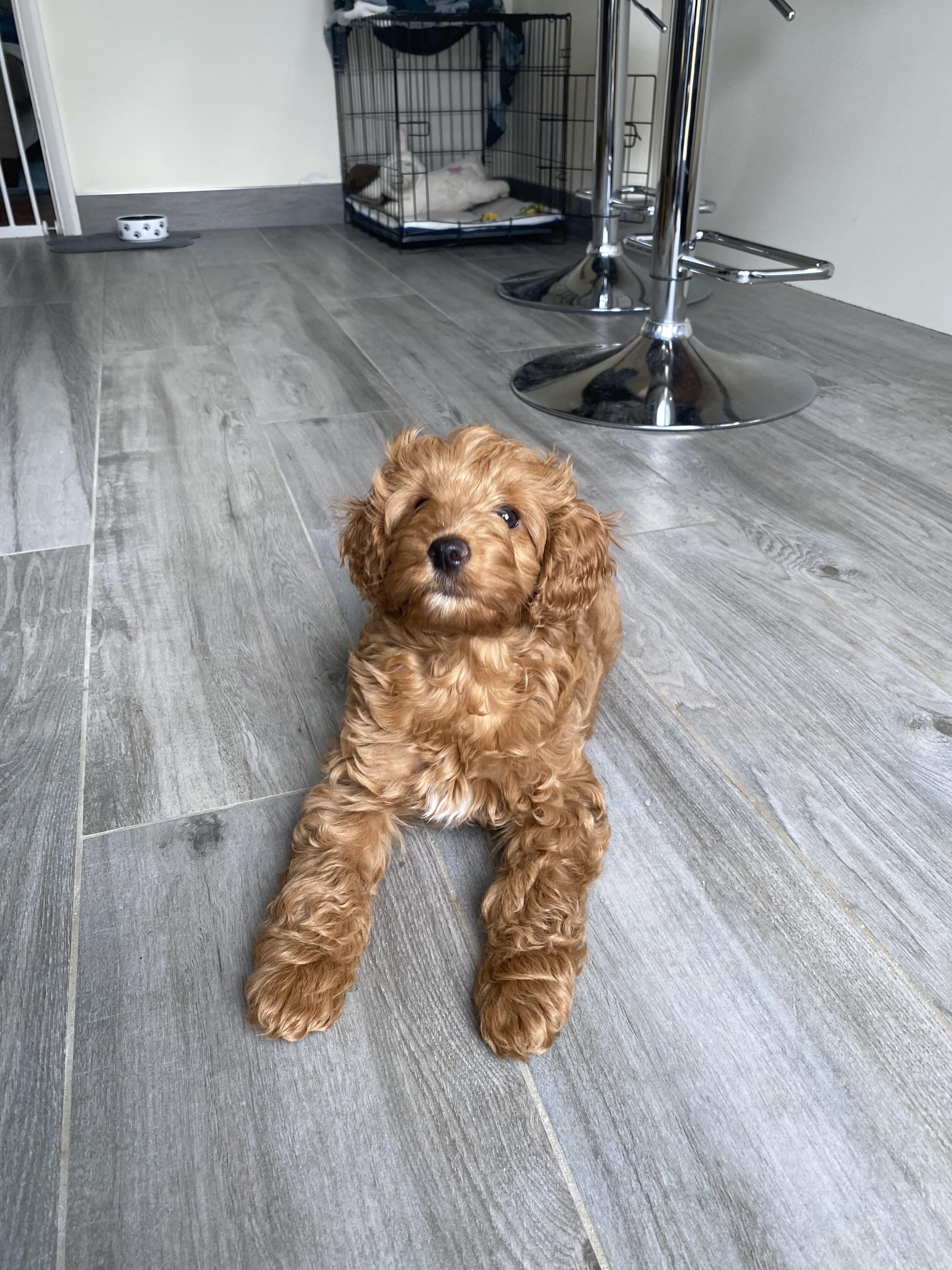 How Often Do You Need To Groom A Cockapoo