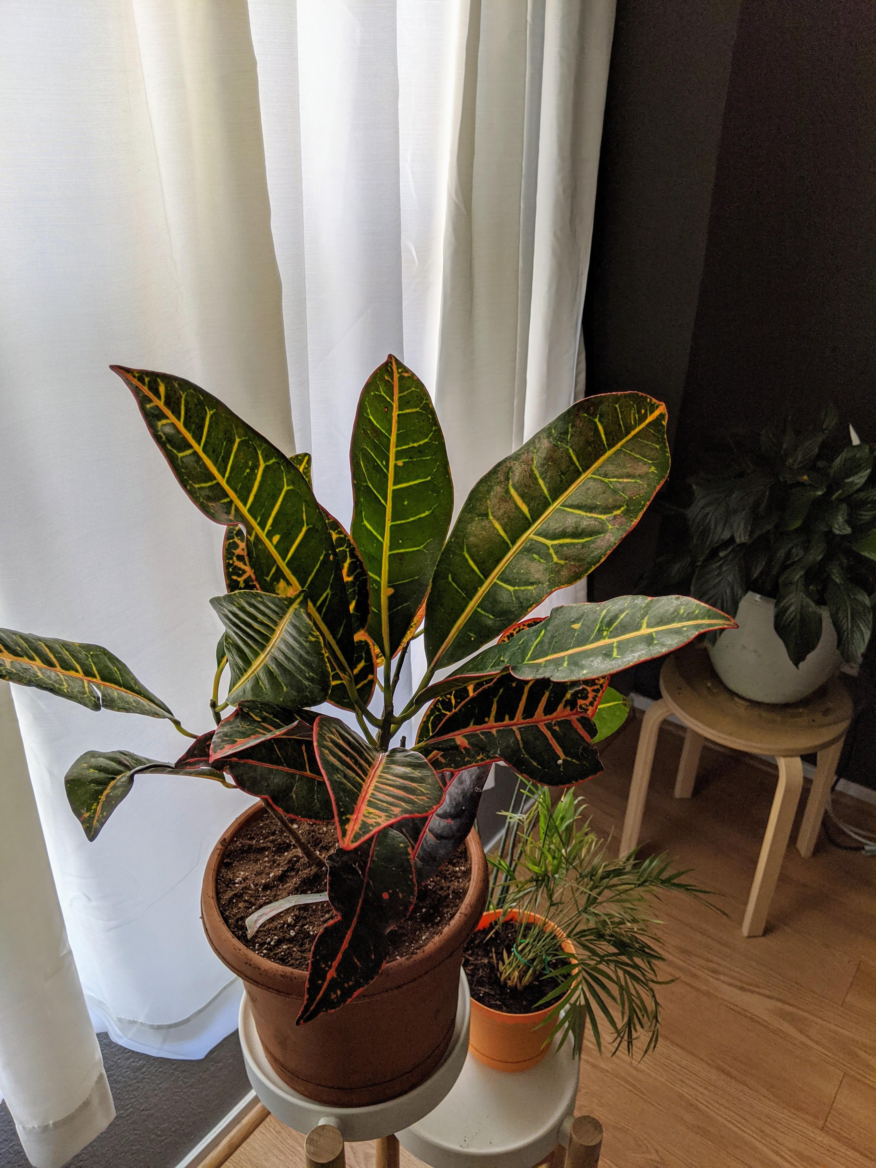 8 Croton from the dying plant section at Lowe's! r/houseplants