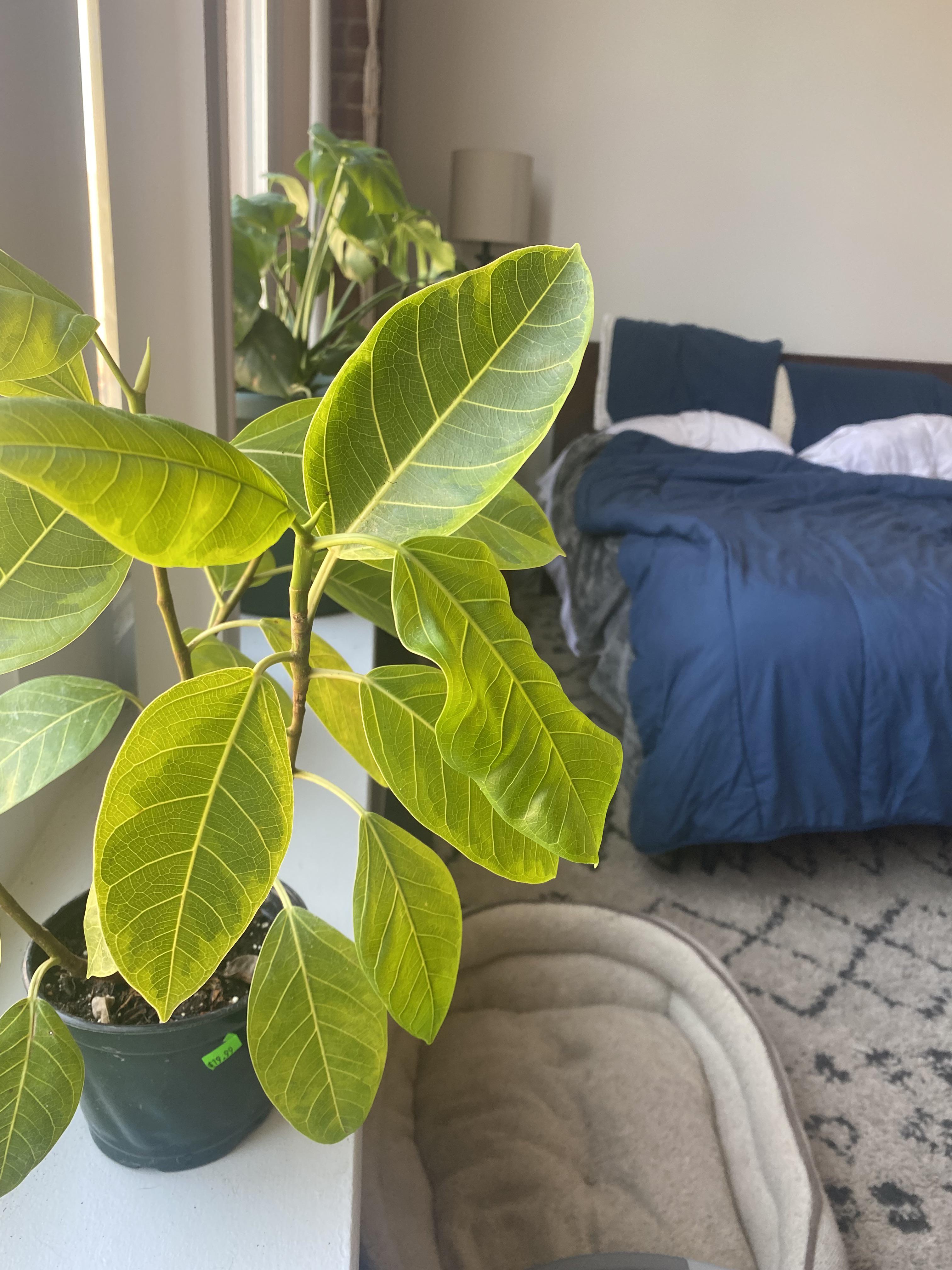 Why do some leaves point up (older leaf) while some droop (new leaf