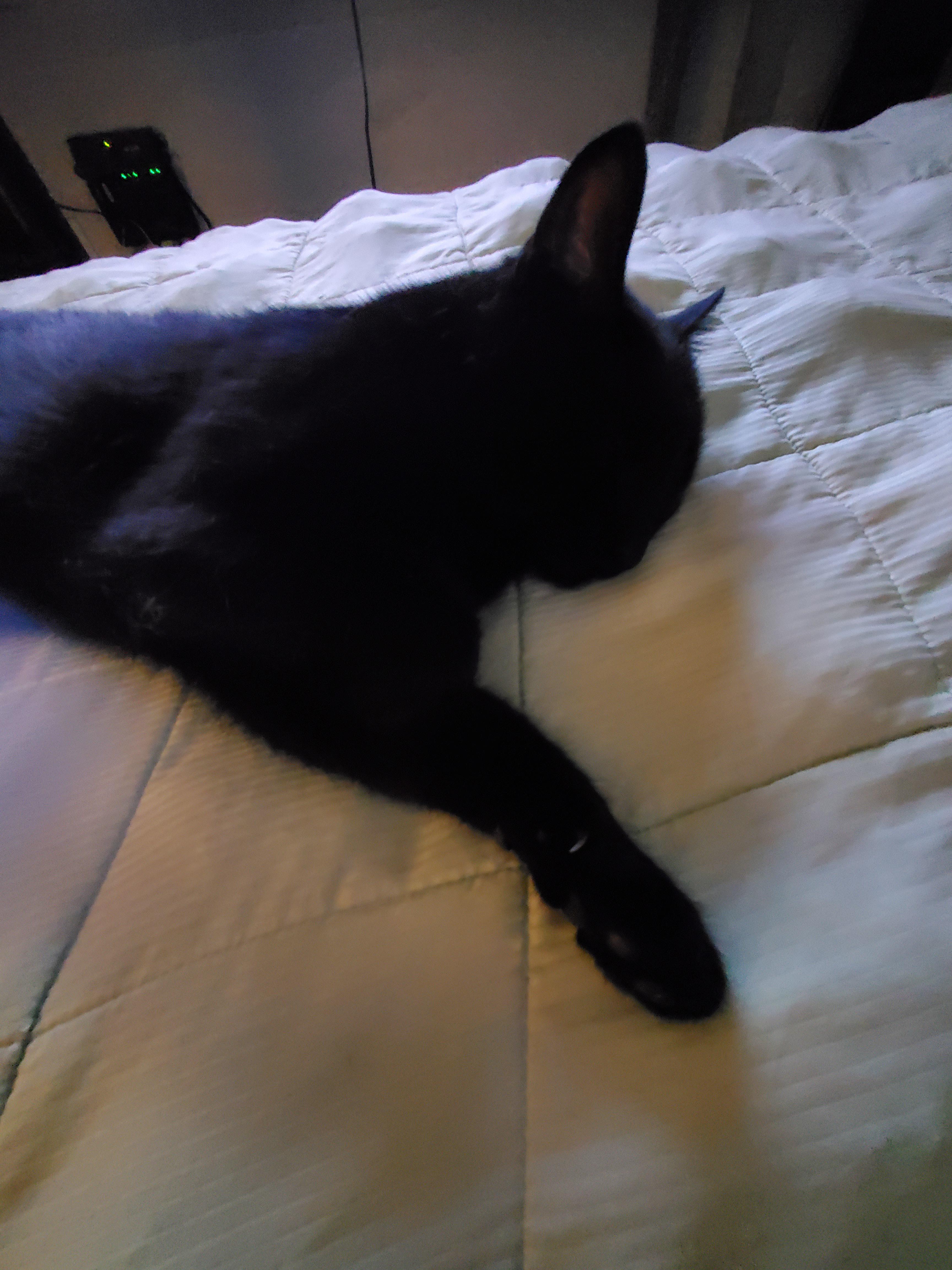 my void is pretending he is sleeping cats