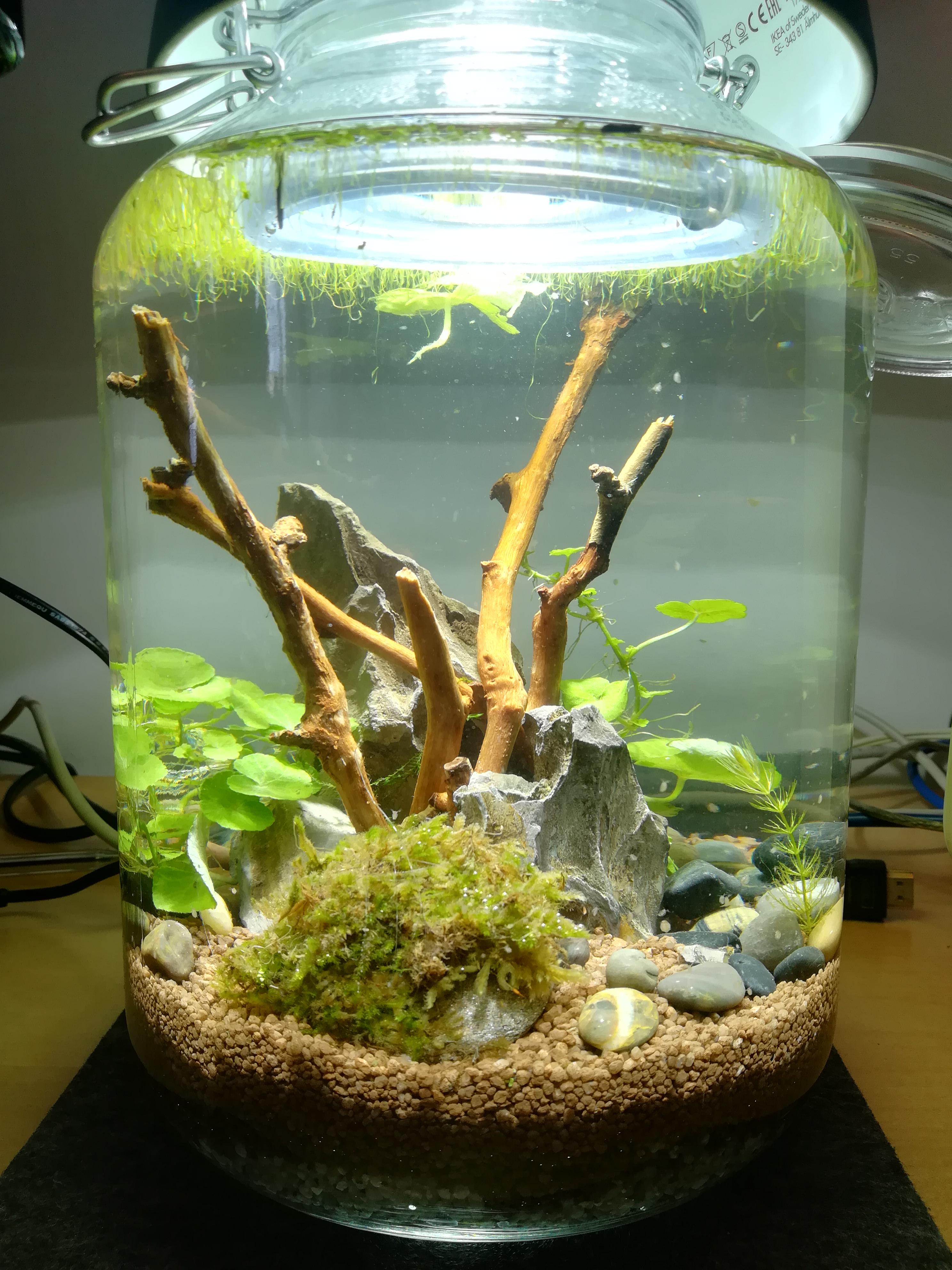 My new 5L jarrarium r/Jarrariums