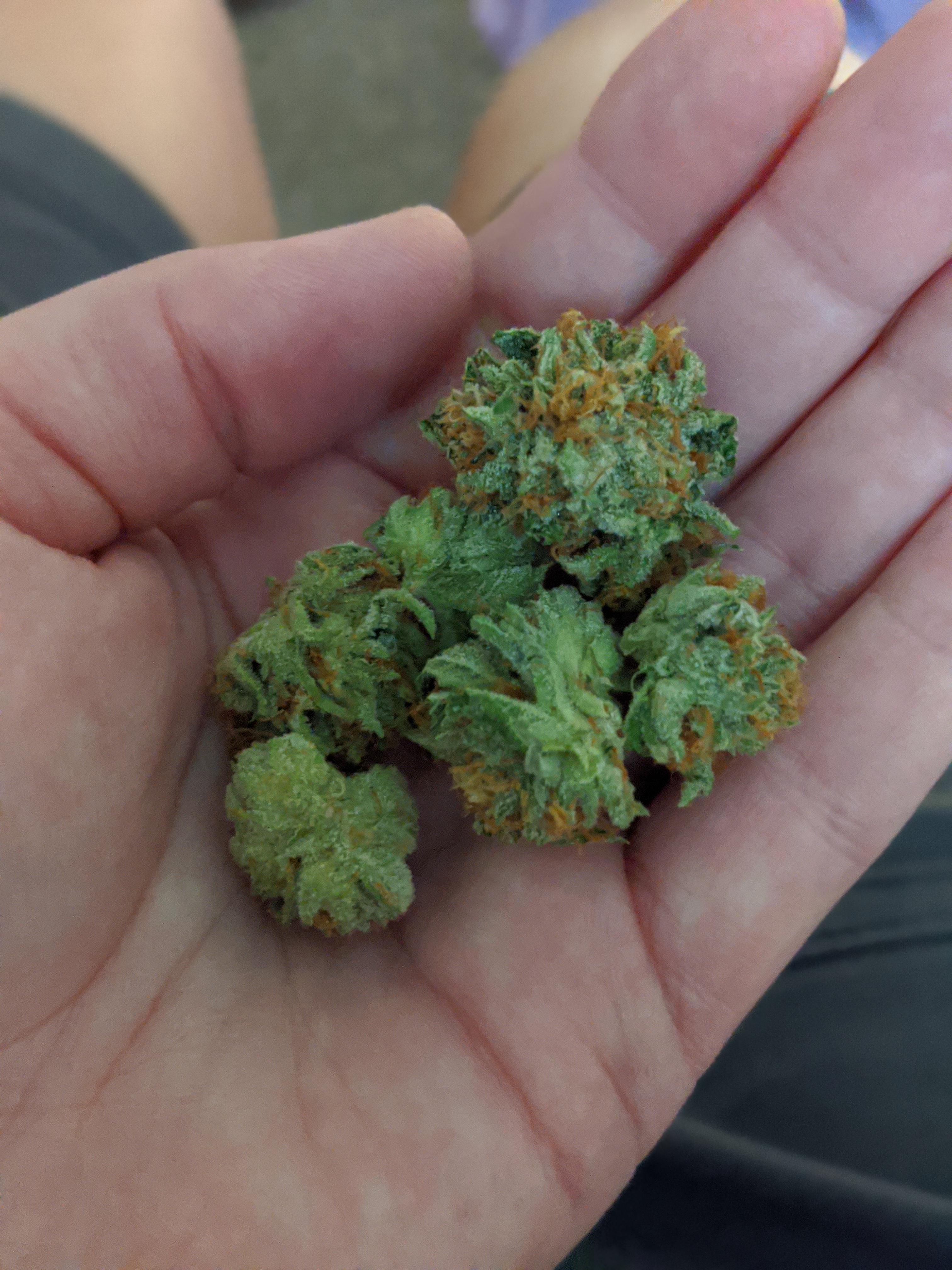 Summer Sunset OG by Farkas r/OhioMarijuana