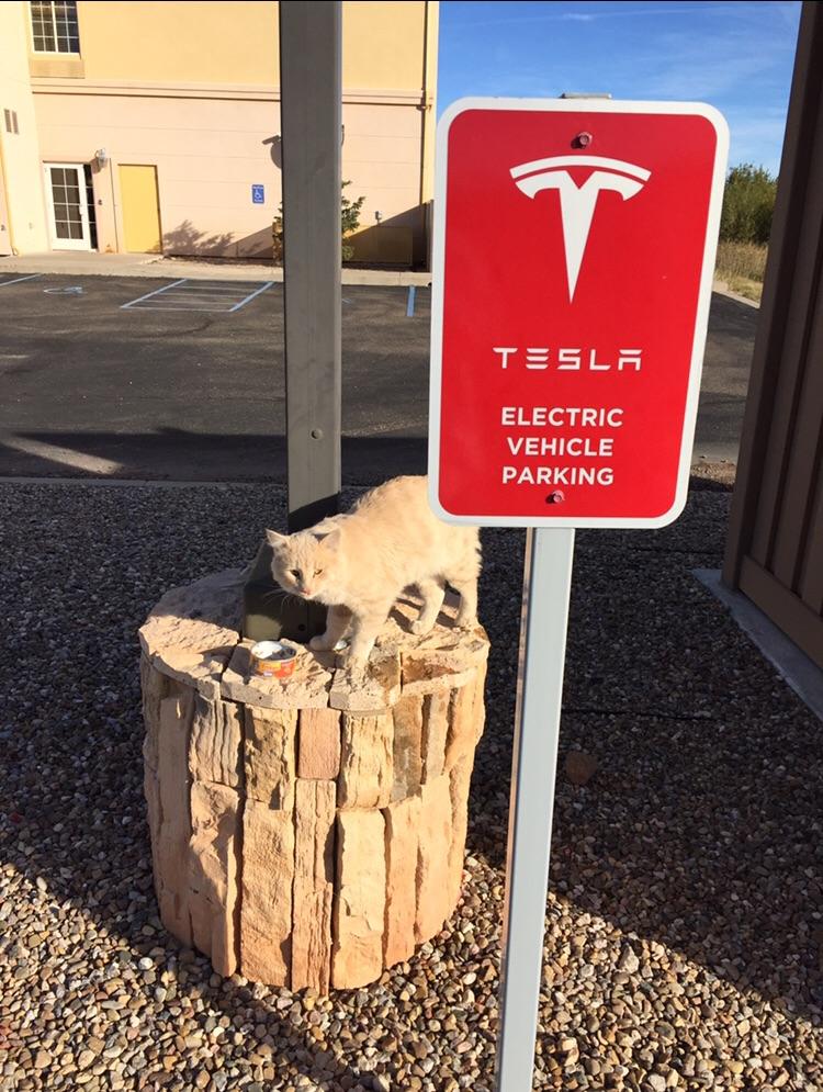 The Tucumcari, NM SuperCharger has a cute kitty to greet you... r