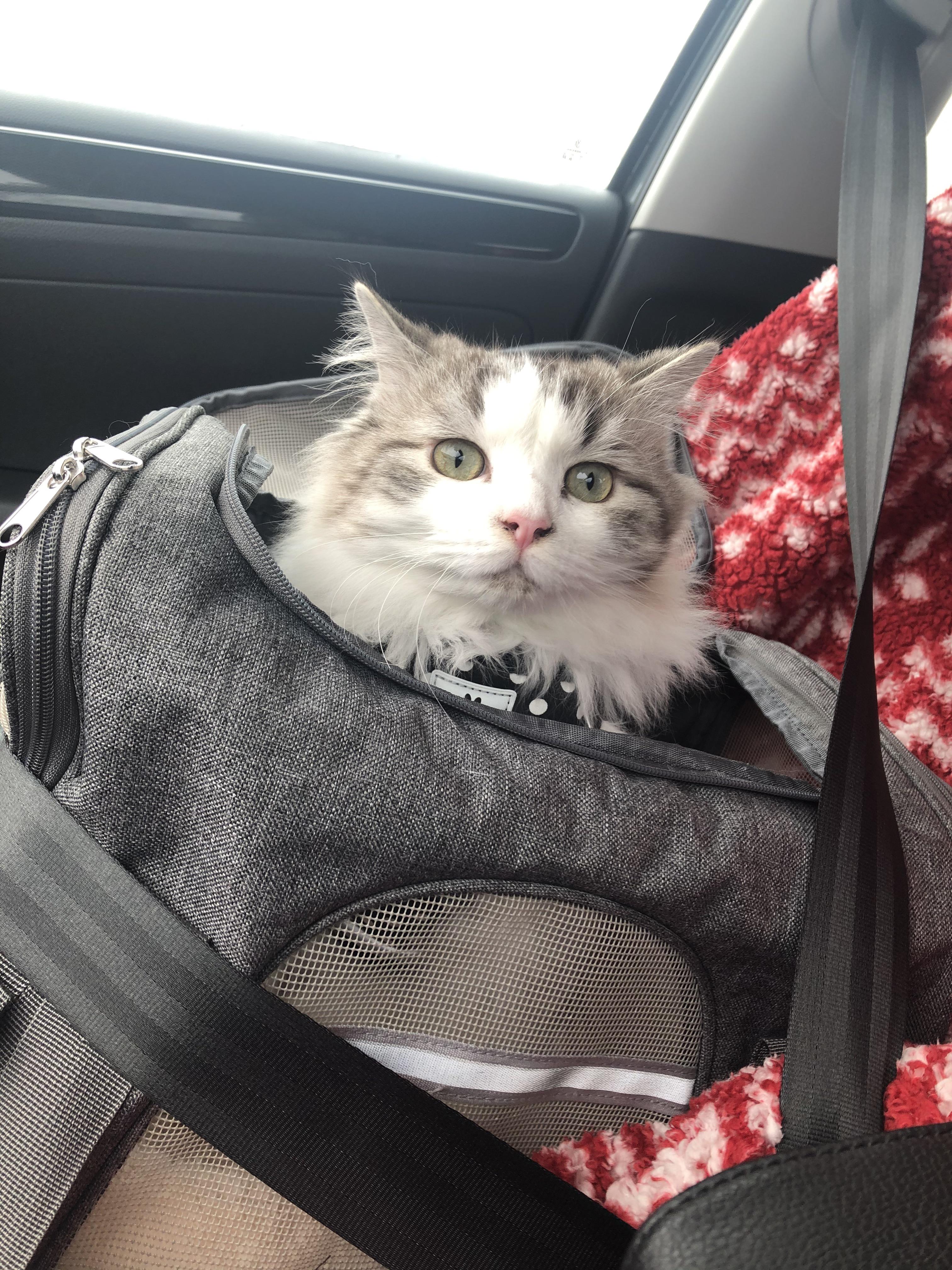 Anyone else’s Kitties love to go on car rides?? My boy enjoys them! 😍