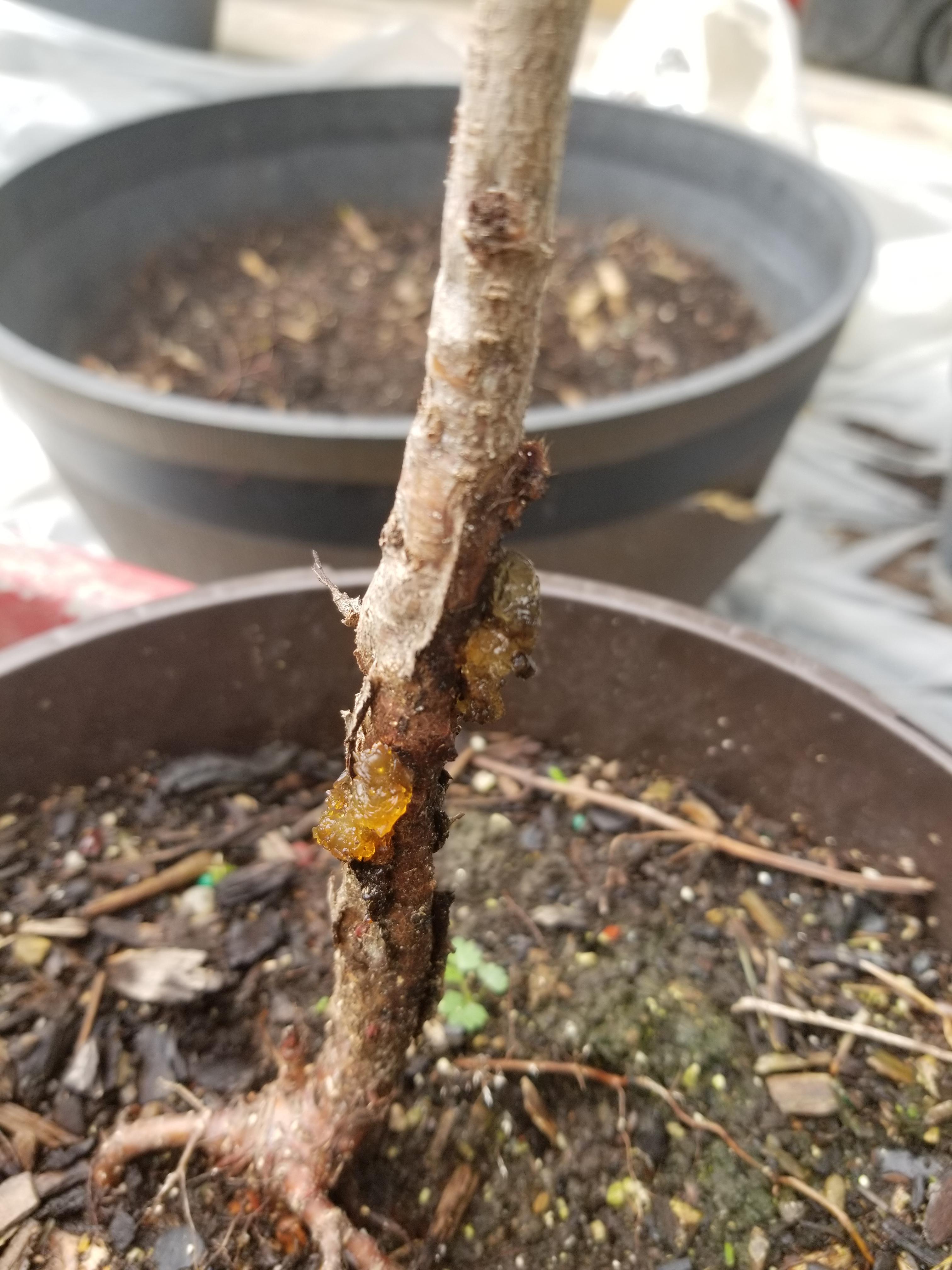 What's going on with my baby peach tree. Zone 7 so it wintered indoors