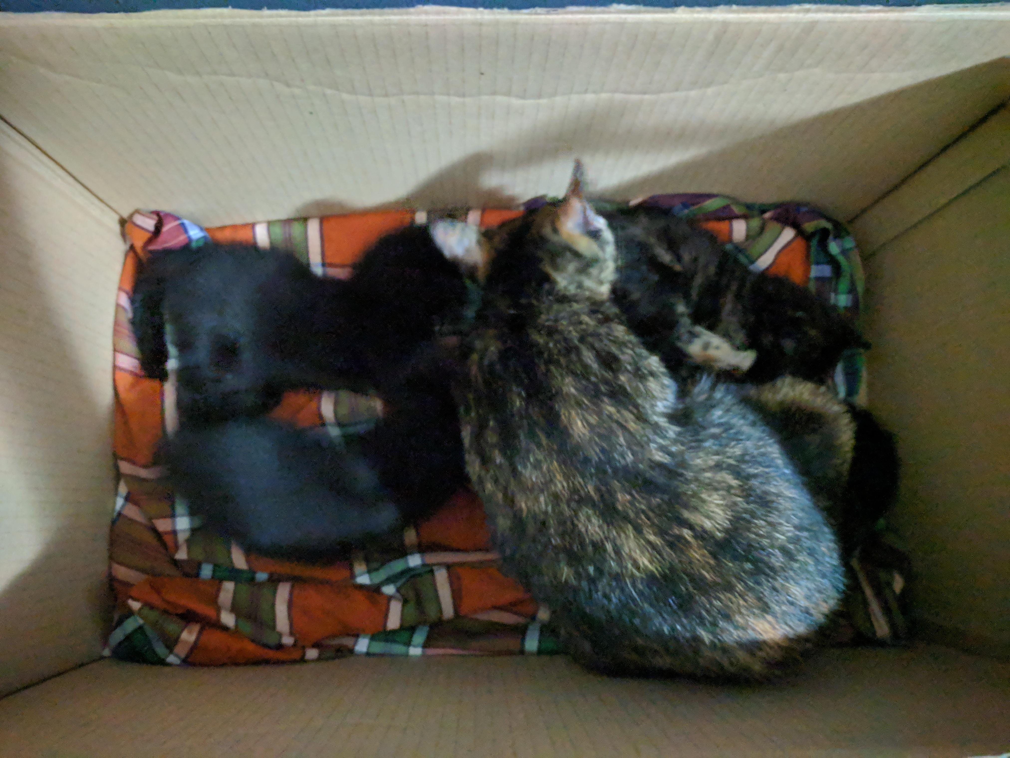 Been feeding this stray cat we named Tortoise and suddenly she brought