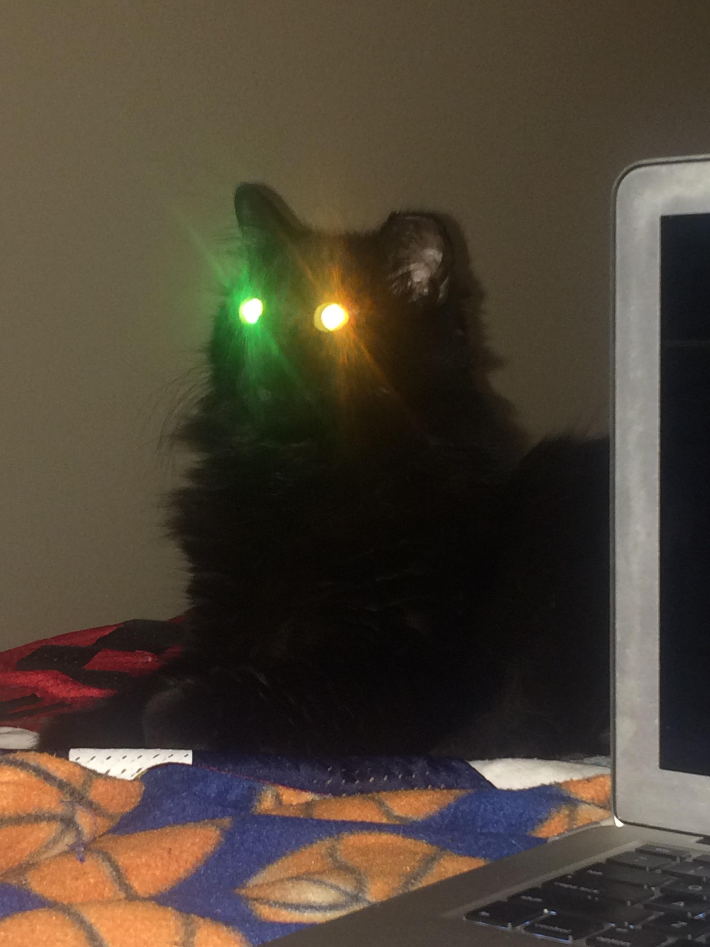 I accidentally used the flash... r/cats