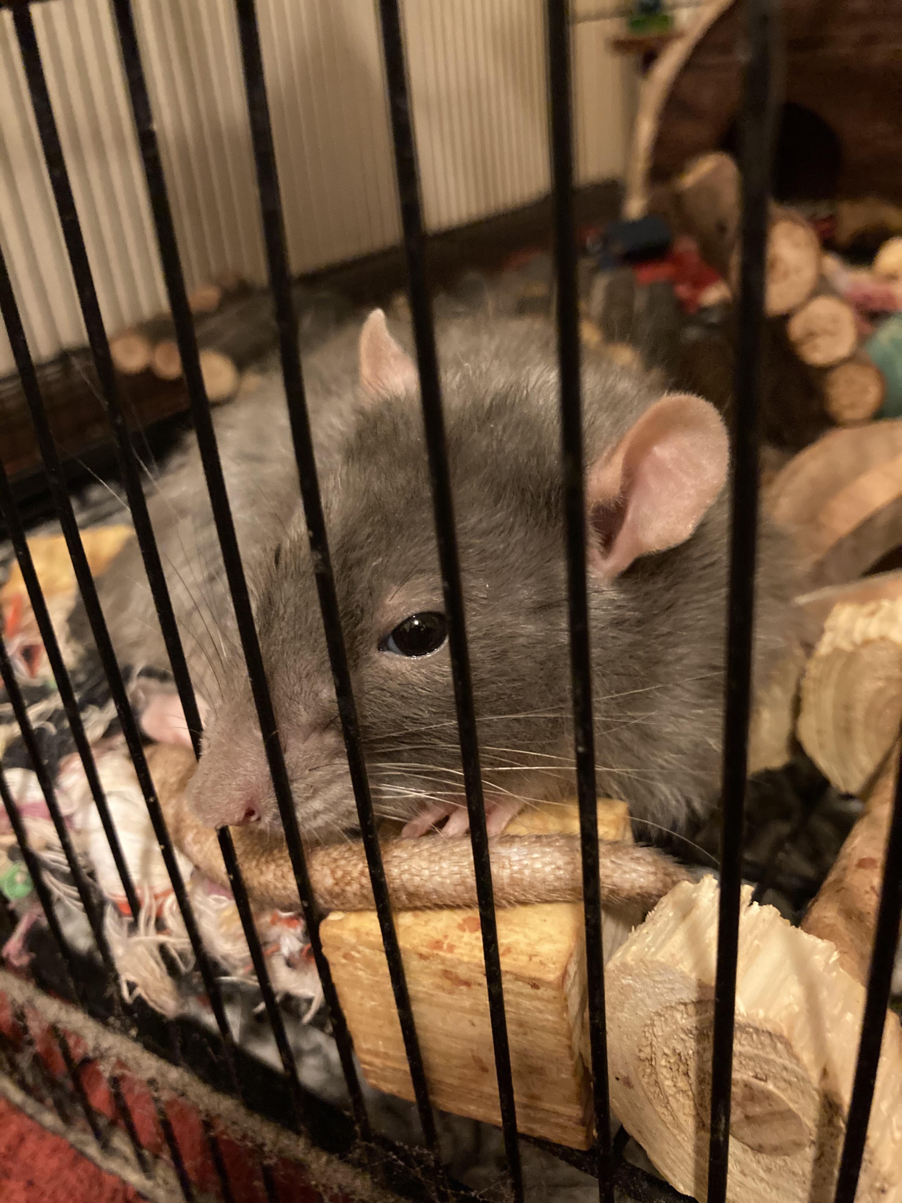 How is that comfortable? rat