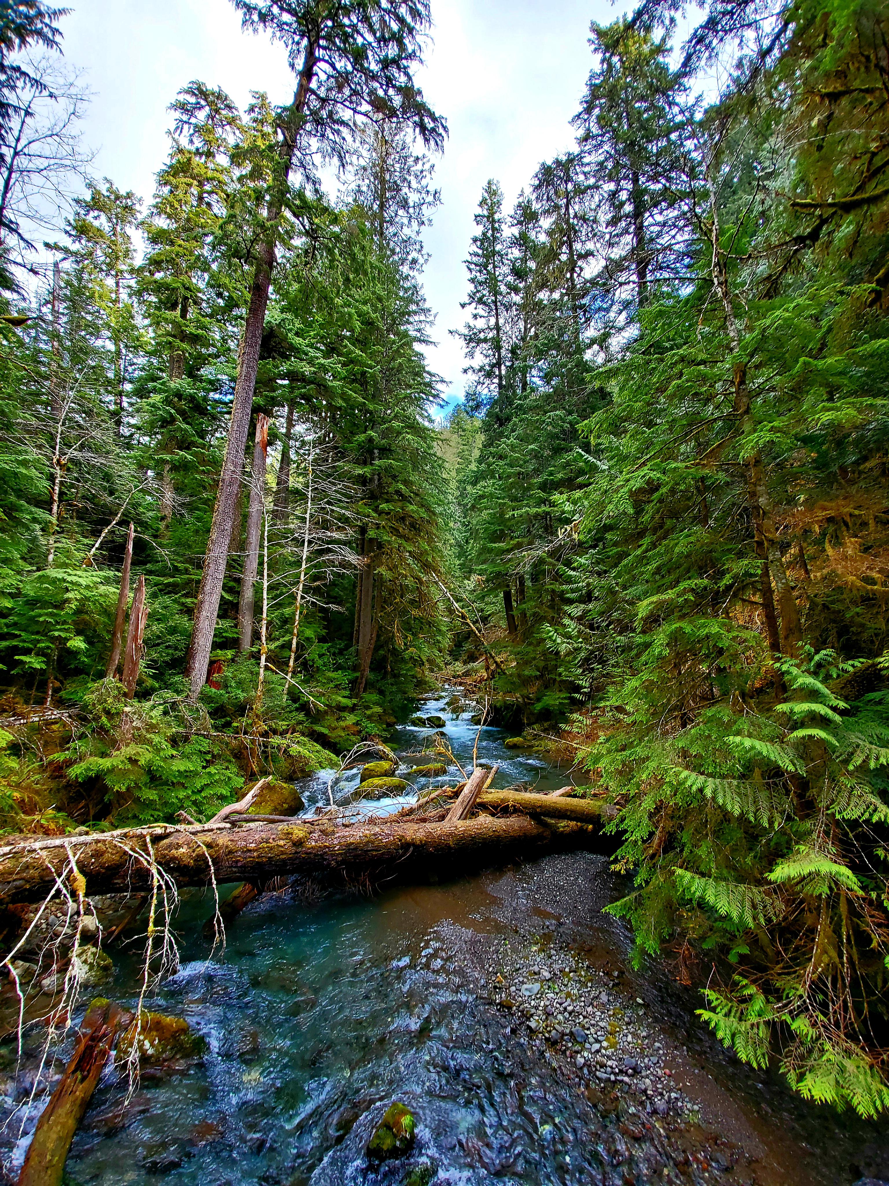 A Winter Hike around the Big Quilcene River. Jefferson County, WA
