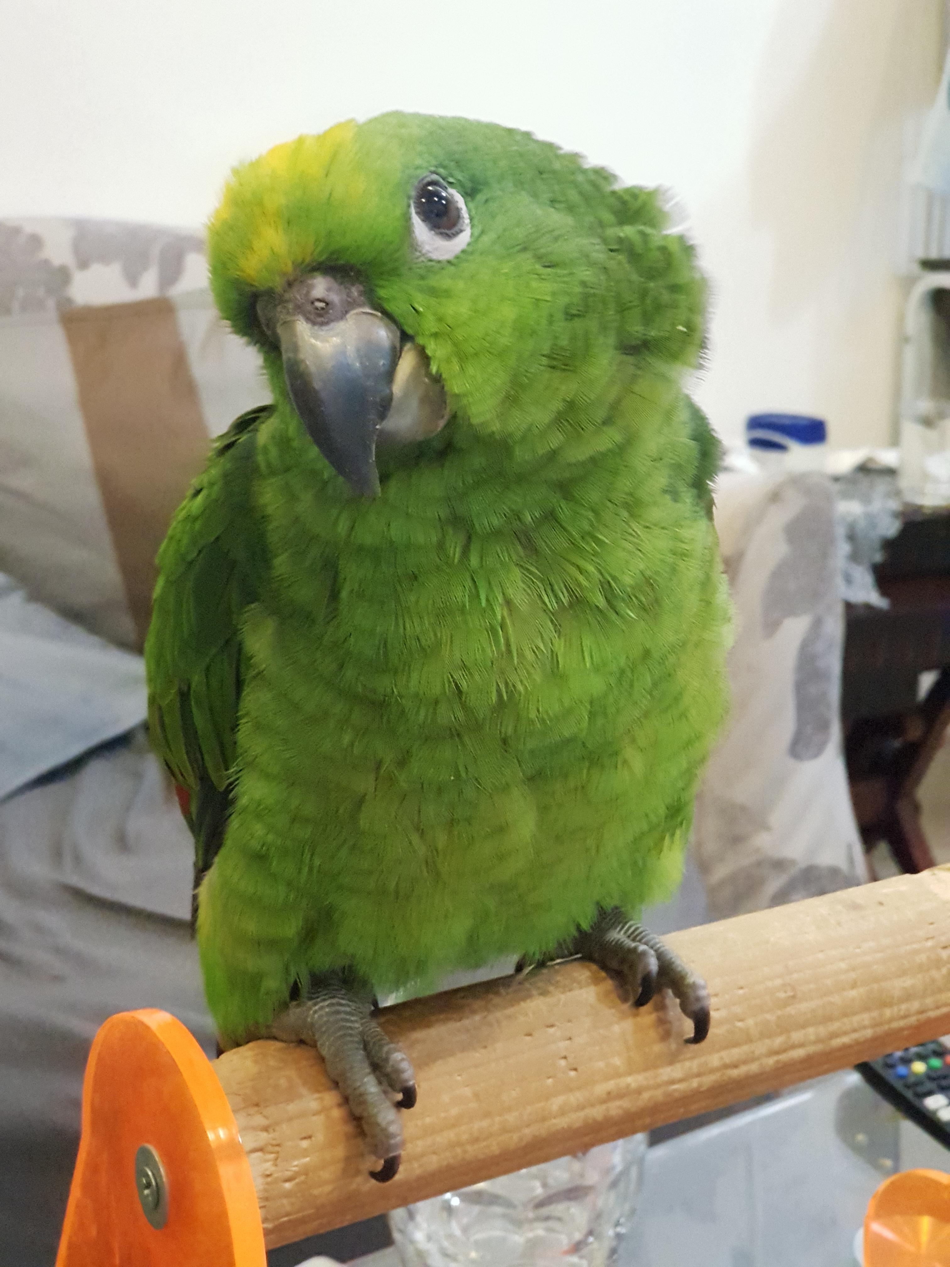 Yellowcrowned Amazon Care Sheet Birds Coo