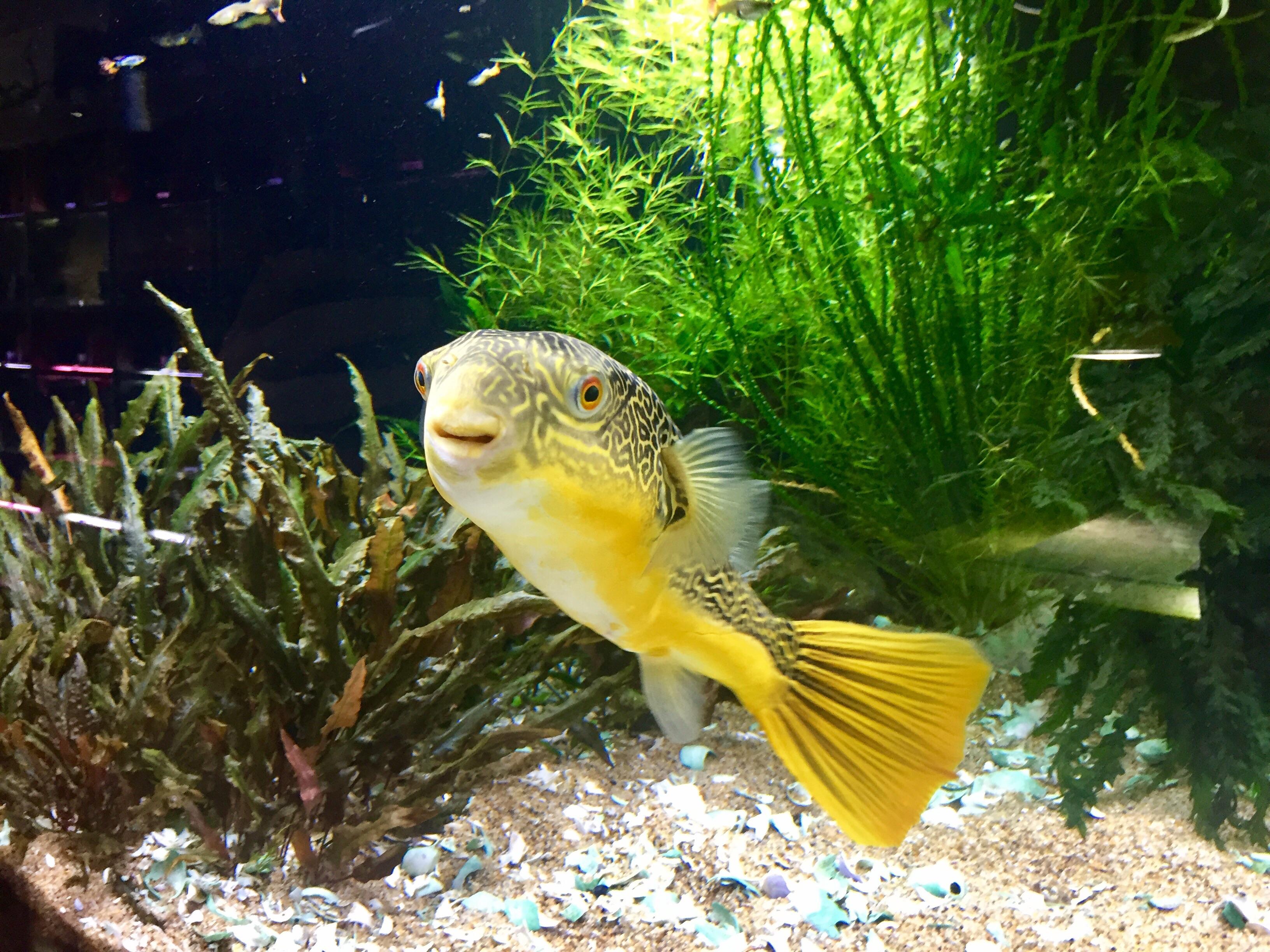 This happy guy from Aquarium Coop in Edmonds, WA! r/PlantedTank