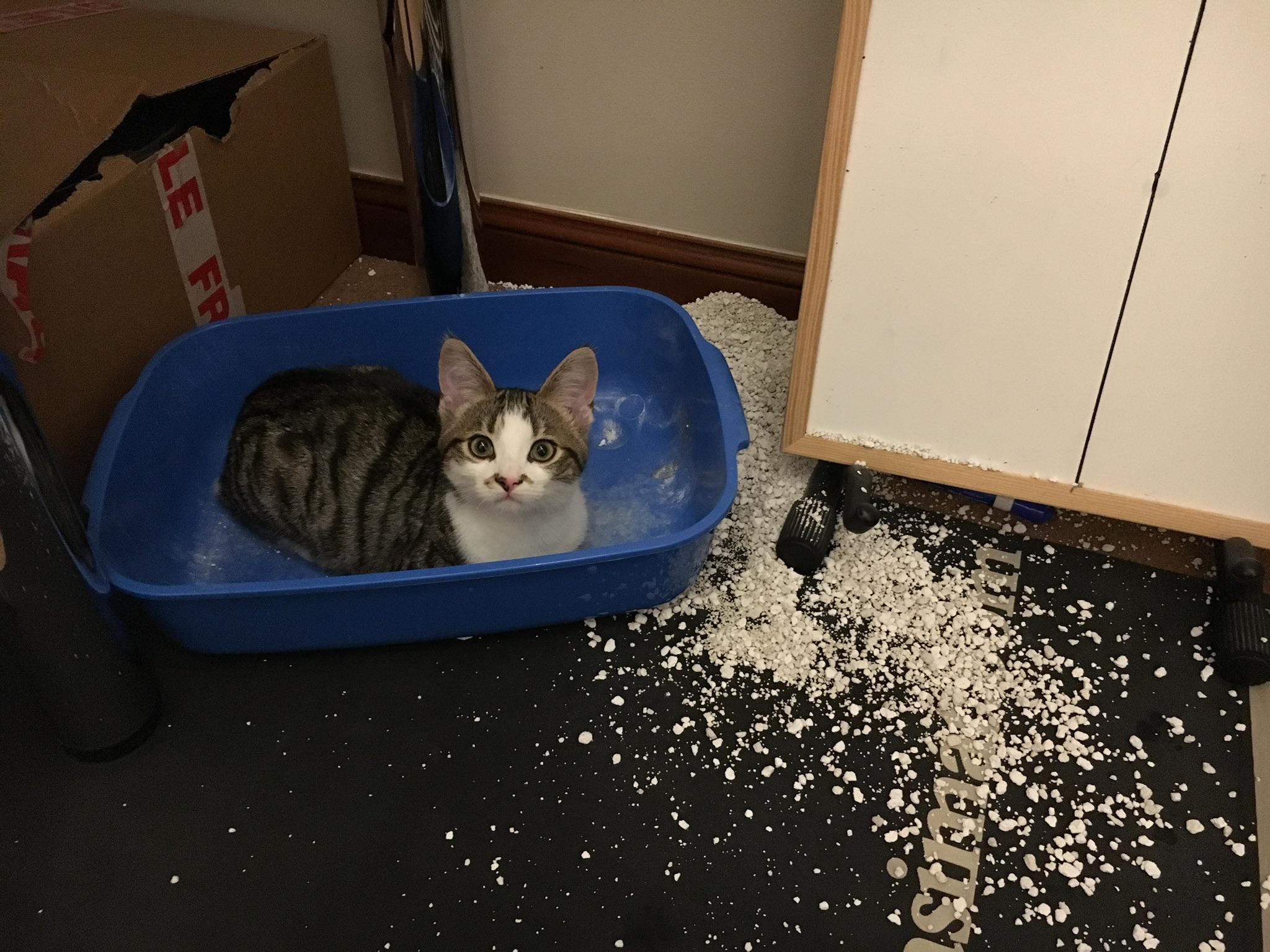 Leo hasn’t got the hang of his litter tray yet r/aww