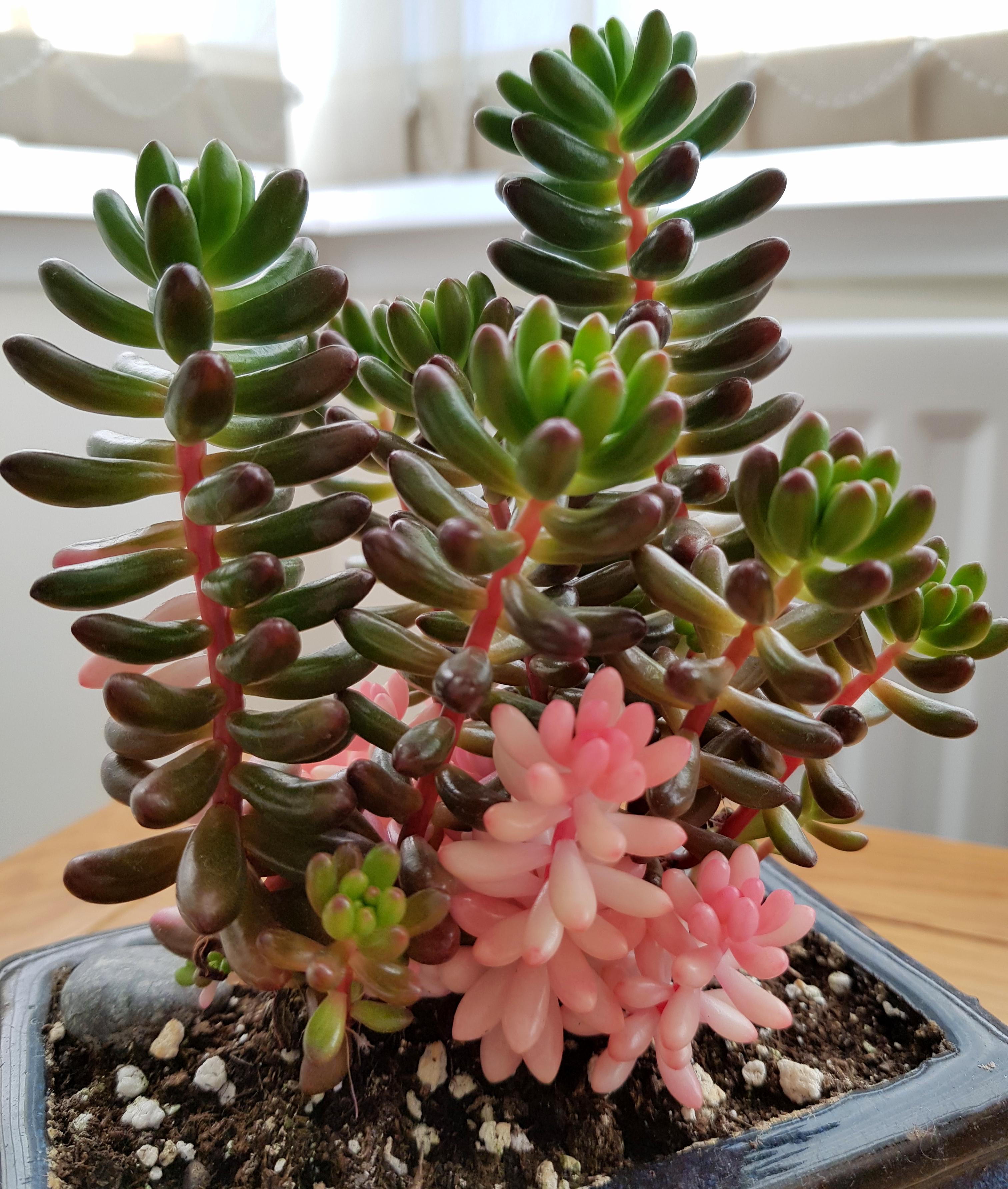 Variegated Jelly Bean Succulent Best Succulent Ideas