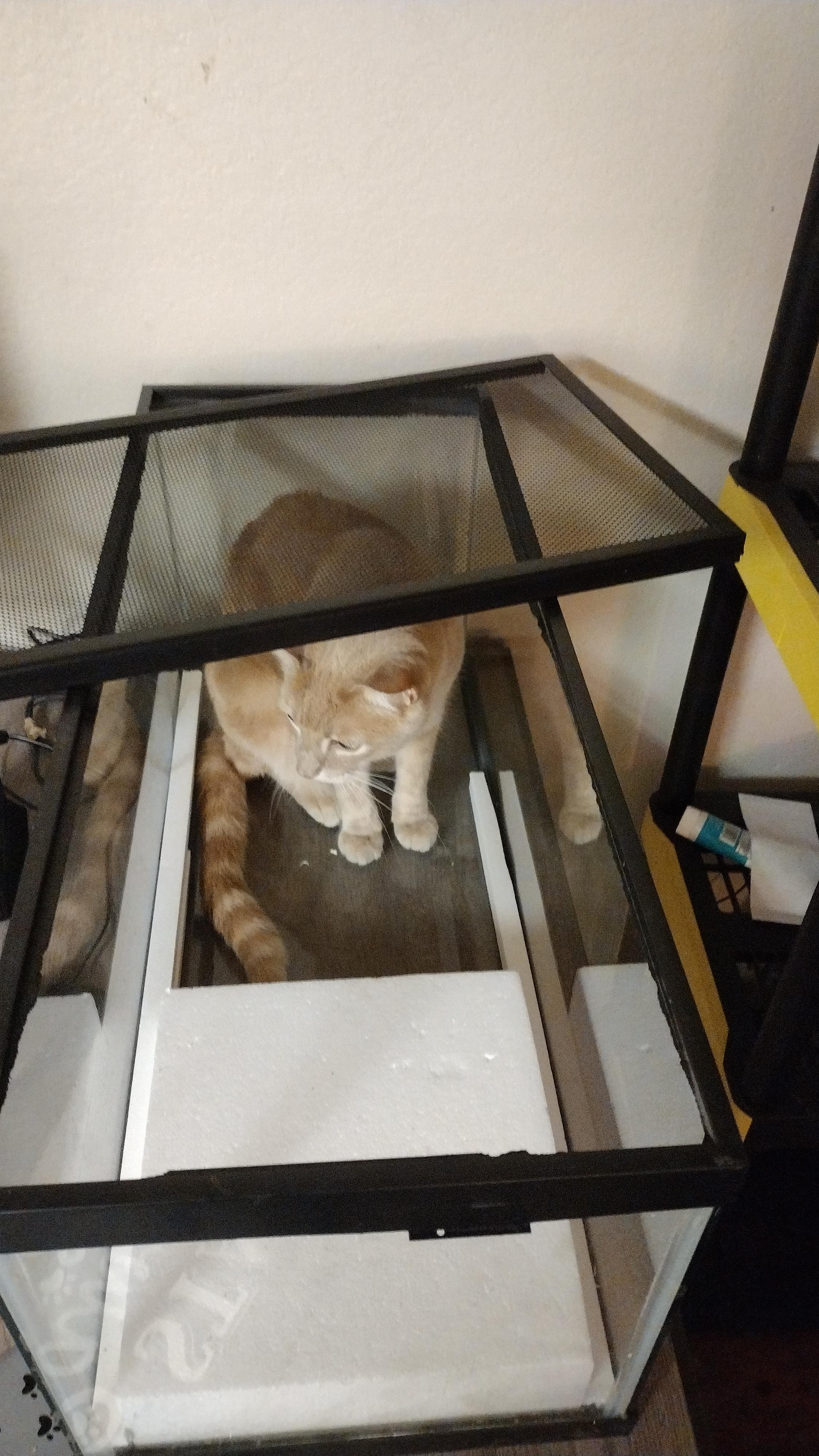 what kind of animals can I keep with a cat in a 20 gallon? r/Aquascape