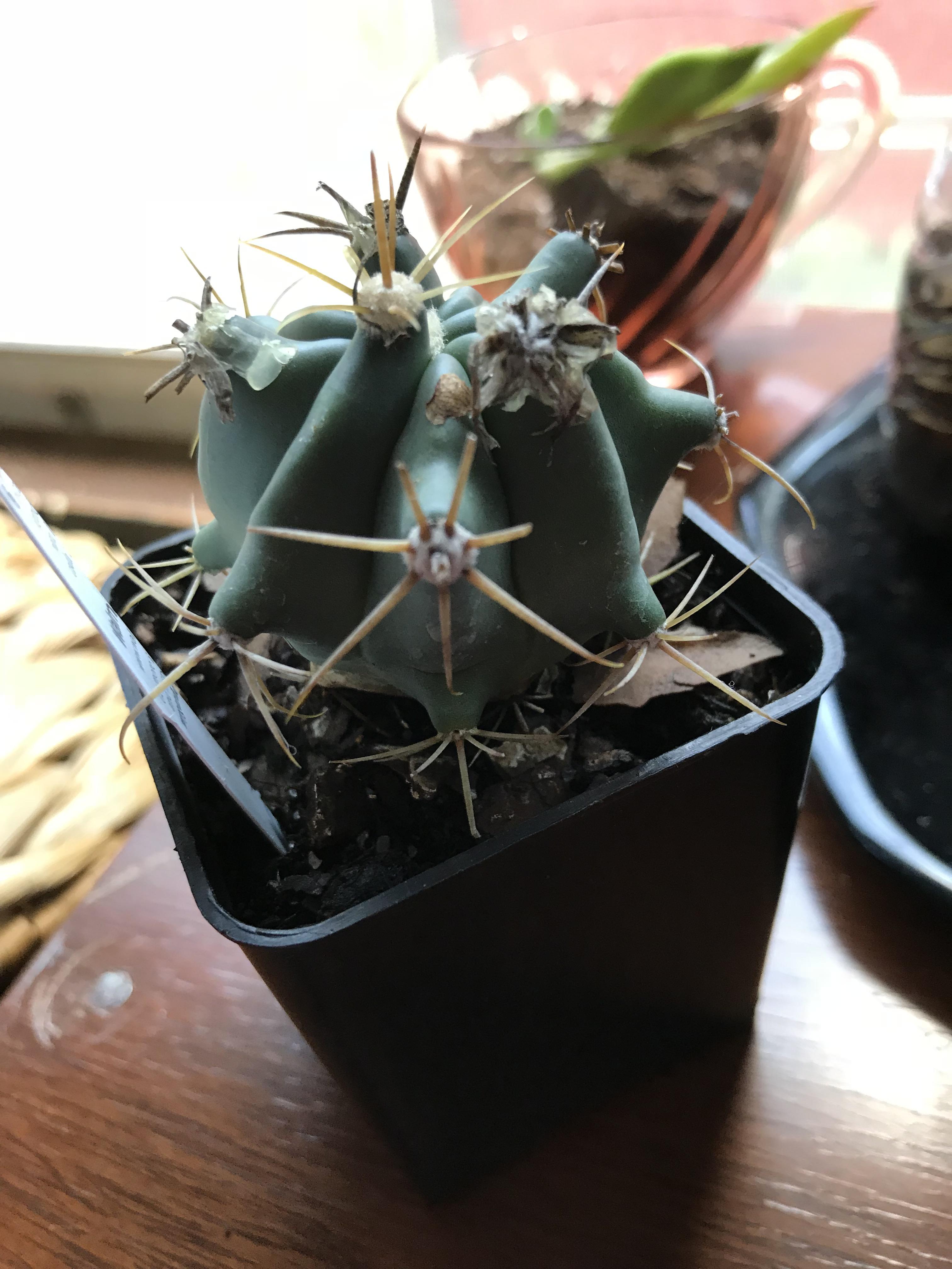 1st cactus purchase. Had a fake flower glued on & thrown in clearance