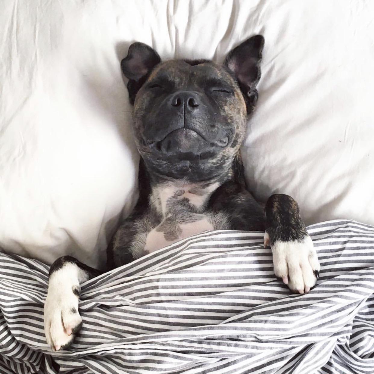 My dog is named Miso and she really sleeps like this aww