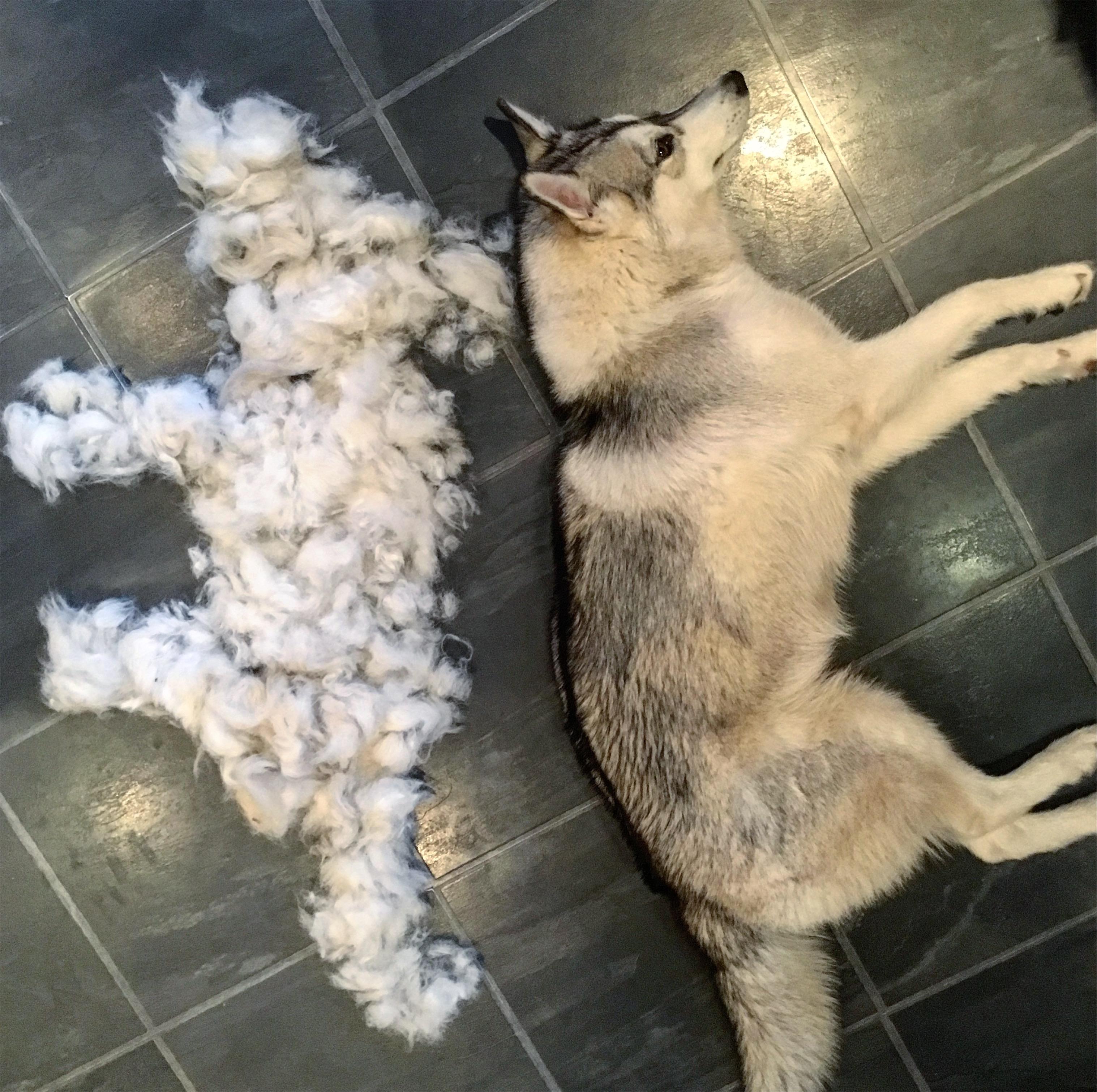 Before you get a Husky think about the shedding... r/husky