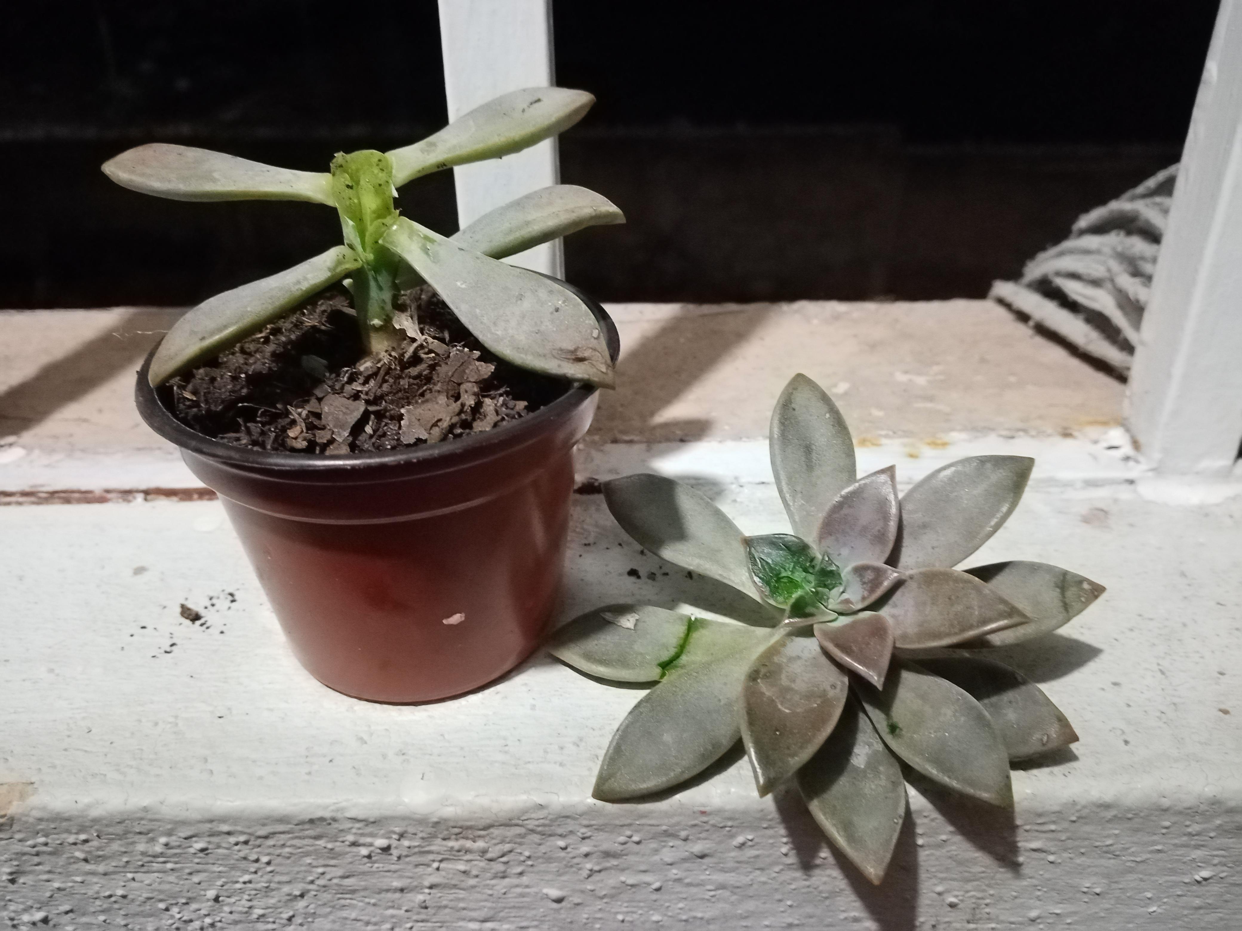 Help saving my broken succulent! Any advice? r/succulents