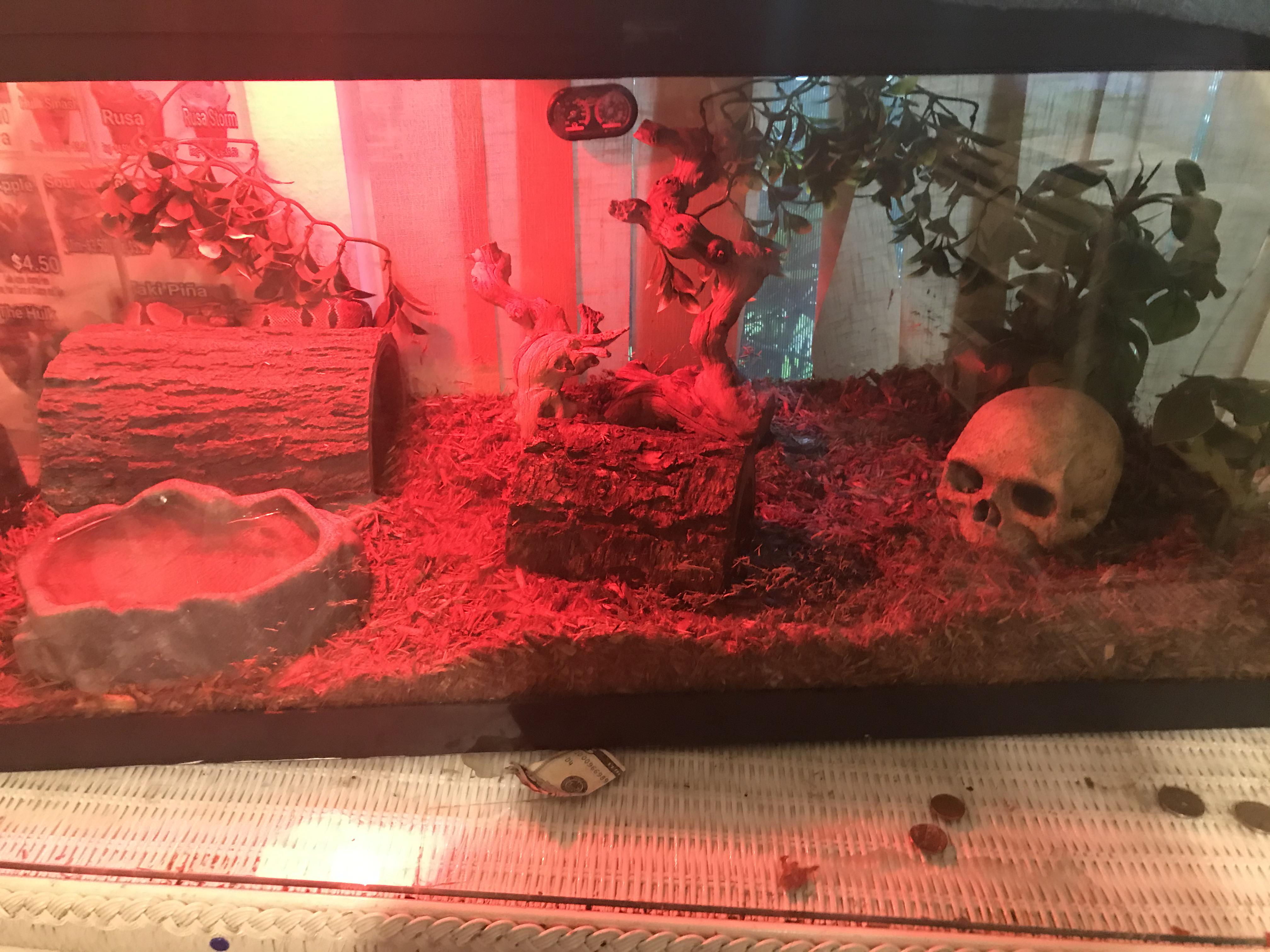 Rate my ball python setup she lives in a 40 gallon and the substrate is