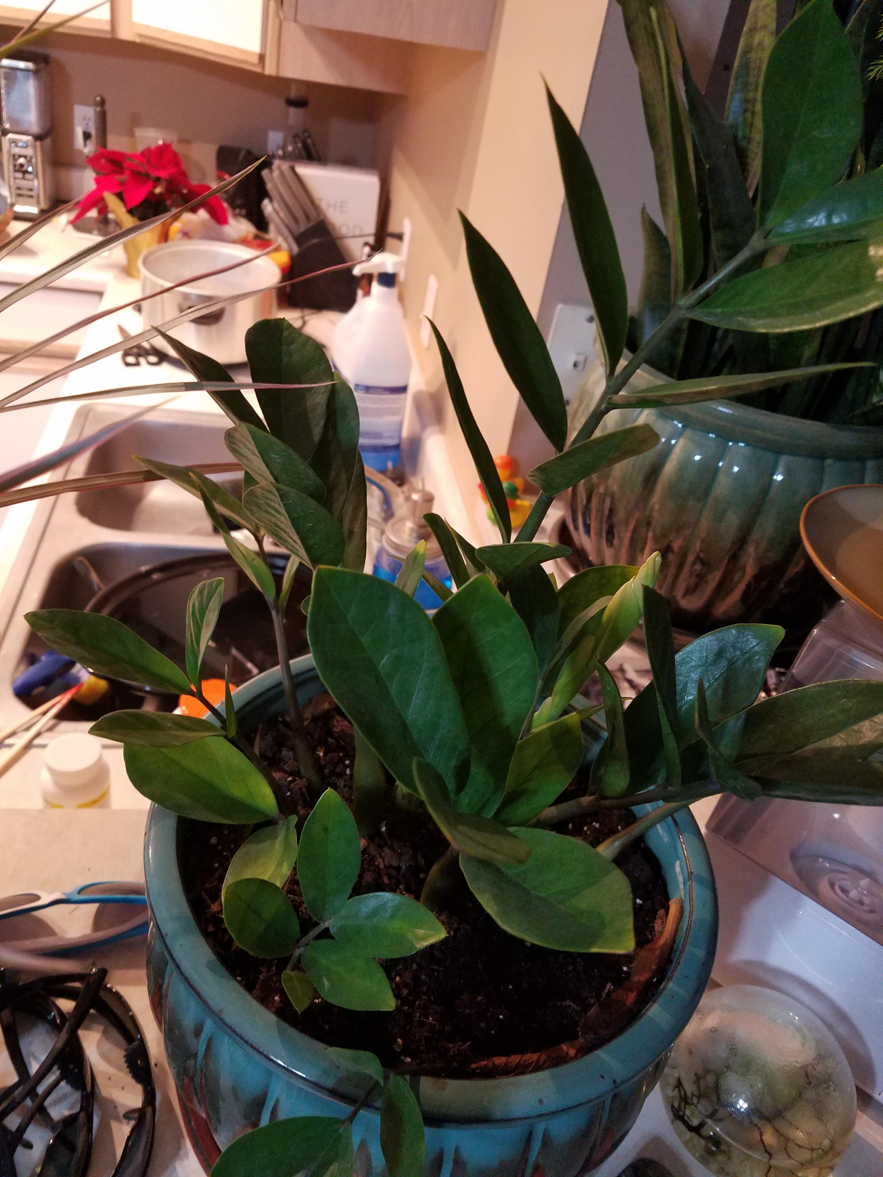 My ZZ plant has what I think is root rot. Some of the stems pull out