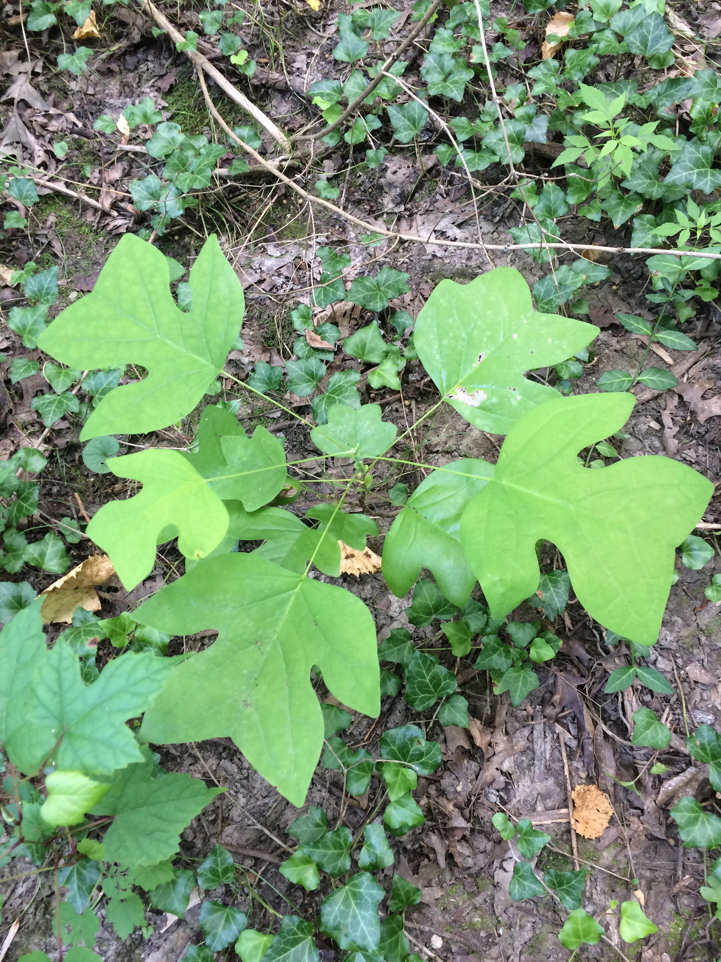 Zone 5 cincinnati, oh. What is it? r/whatsthisplant