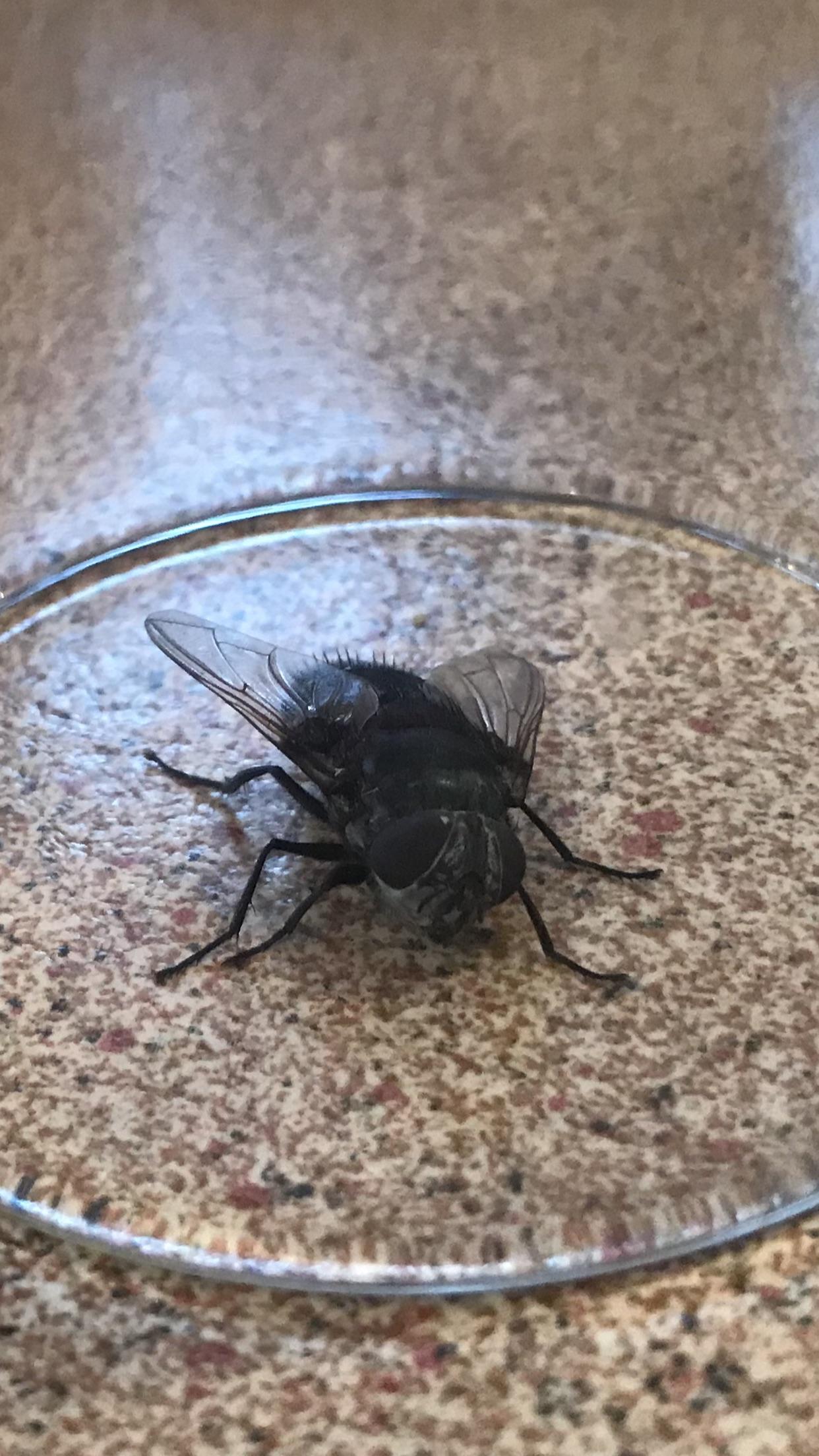 Epic giant flyy flew into our kitchen r/Animal