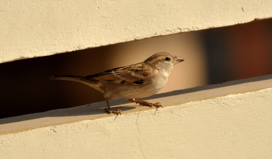 Breaking and entering, chirping without a permit, unlawful possession