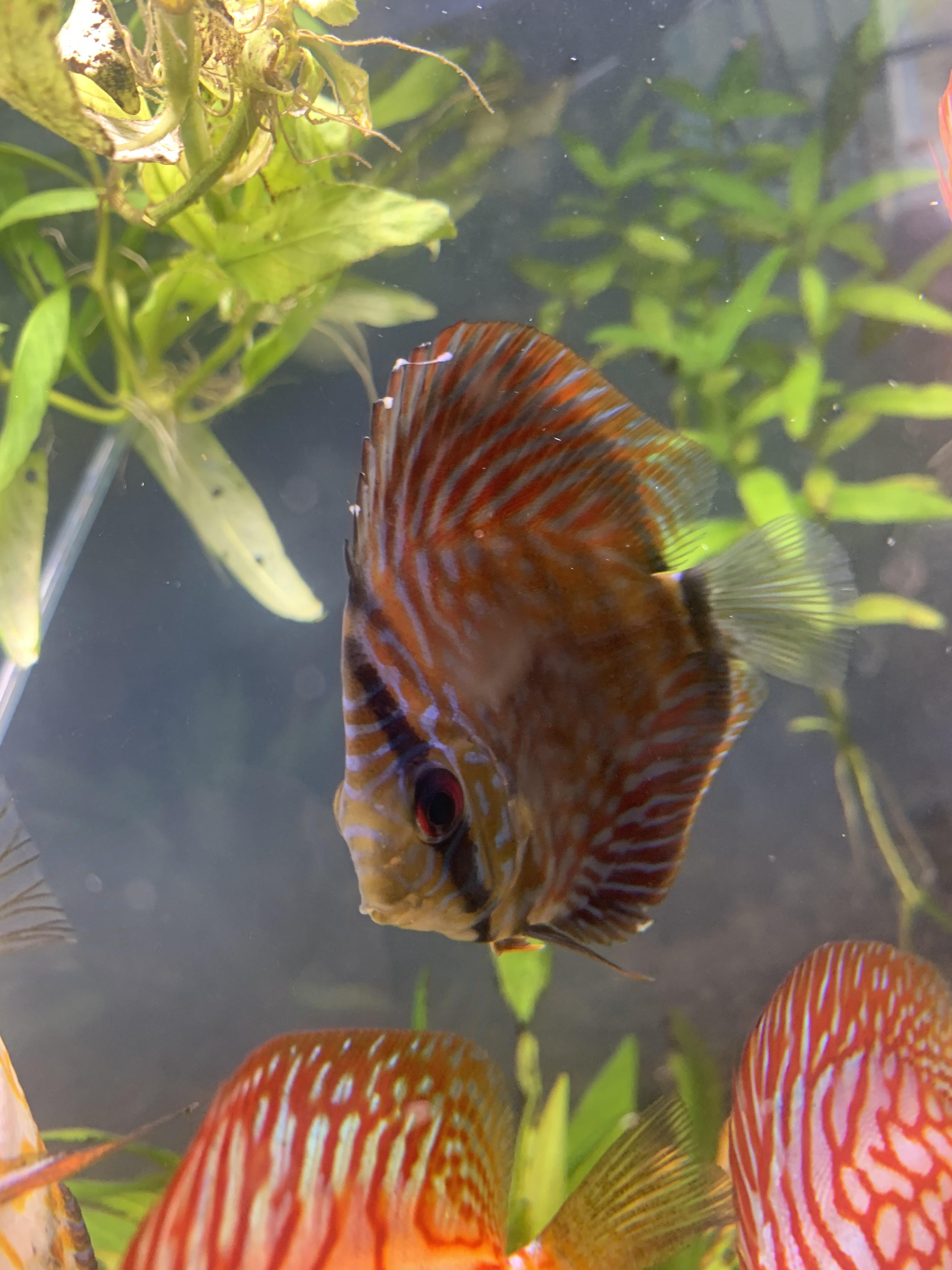 What’s wrong with my Discus?? r/Aquariums