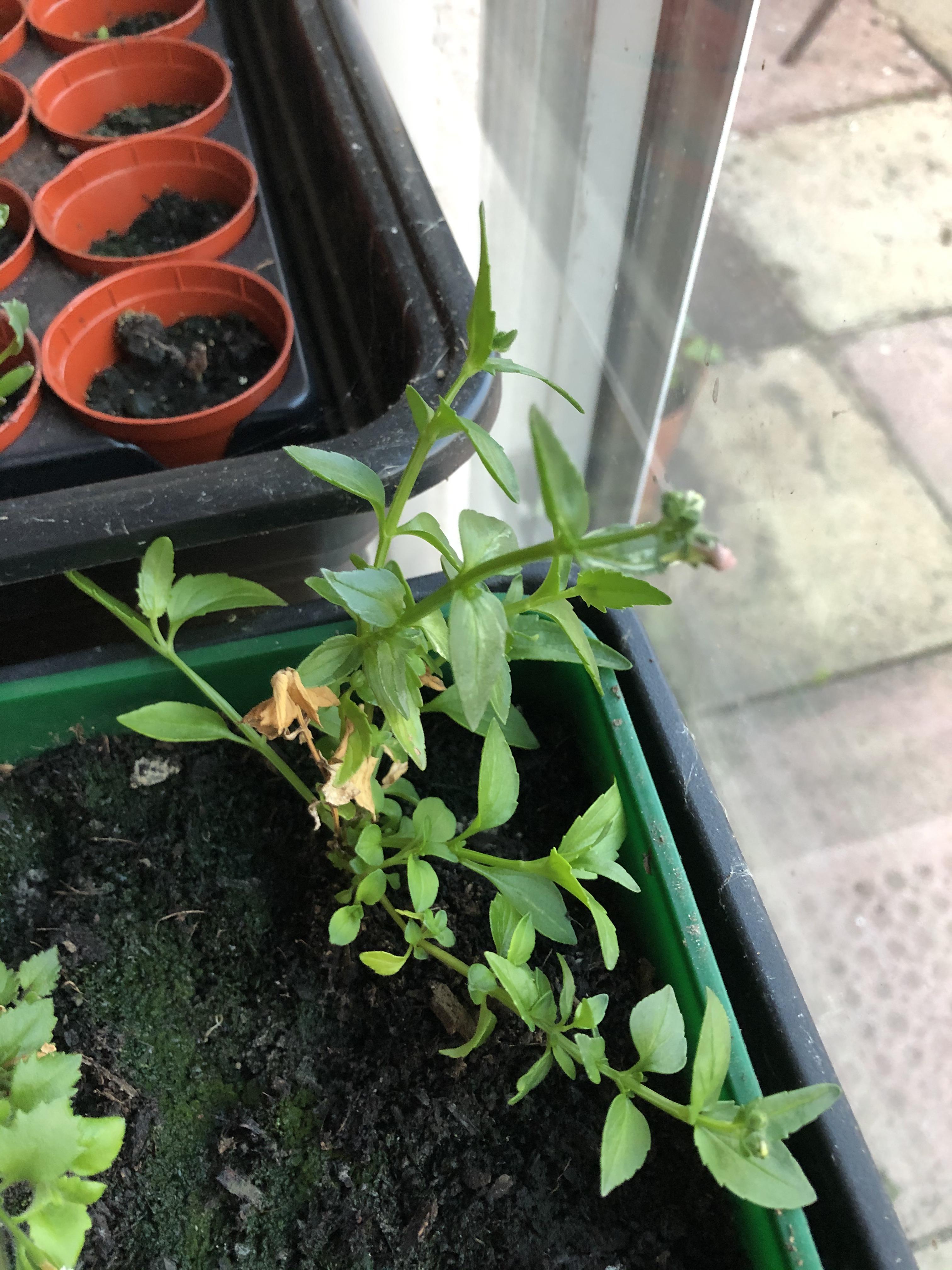 My first successful cutting! (Nemesia) r/GardeningUK