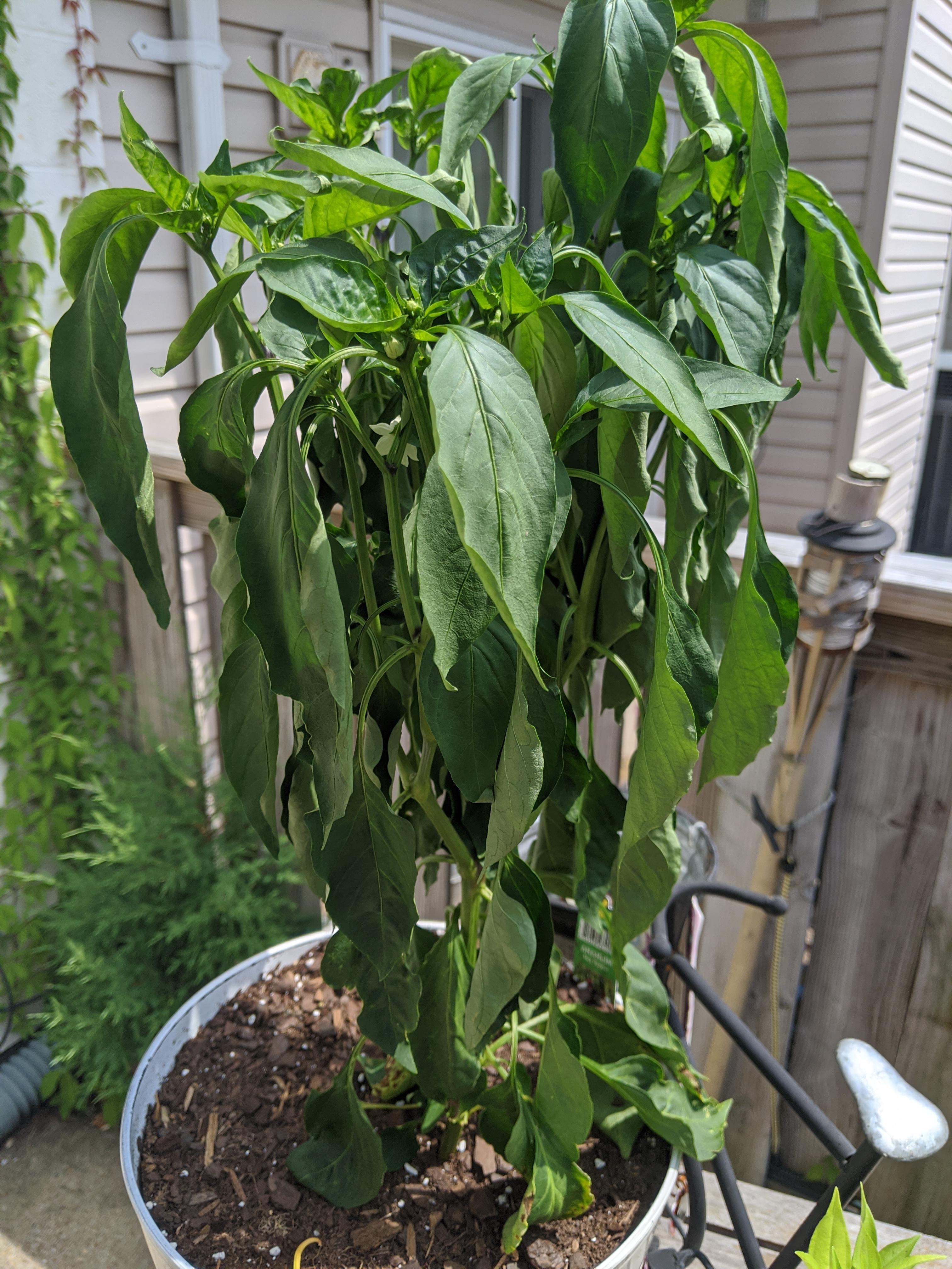 A few of my pepper plants have started to droop. Does anyone know if