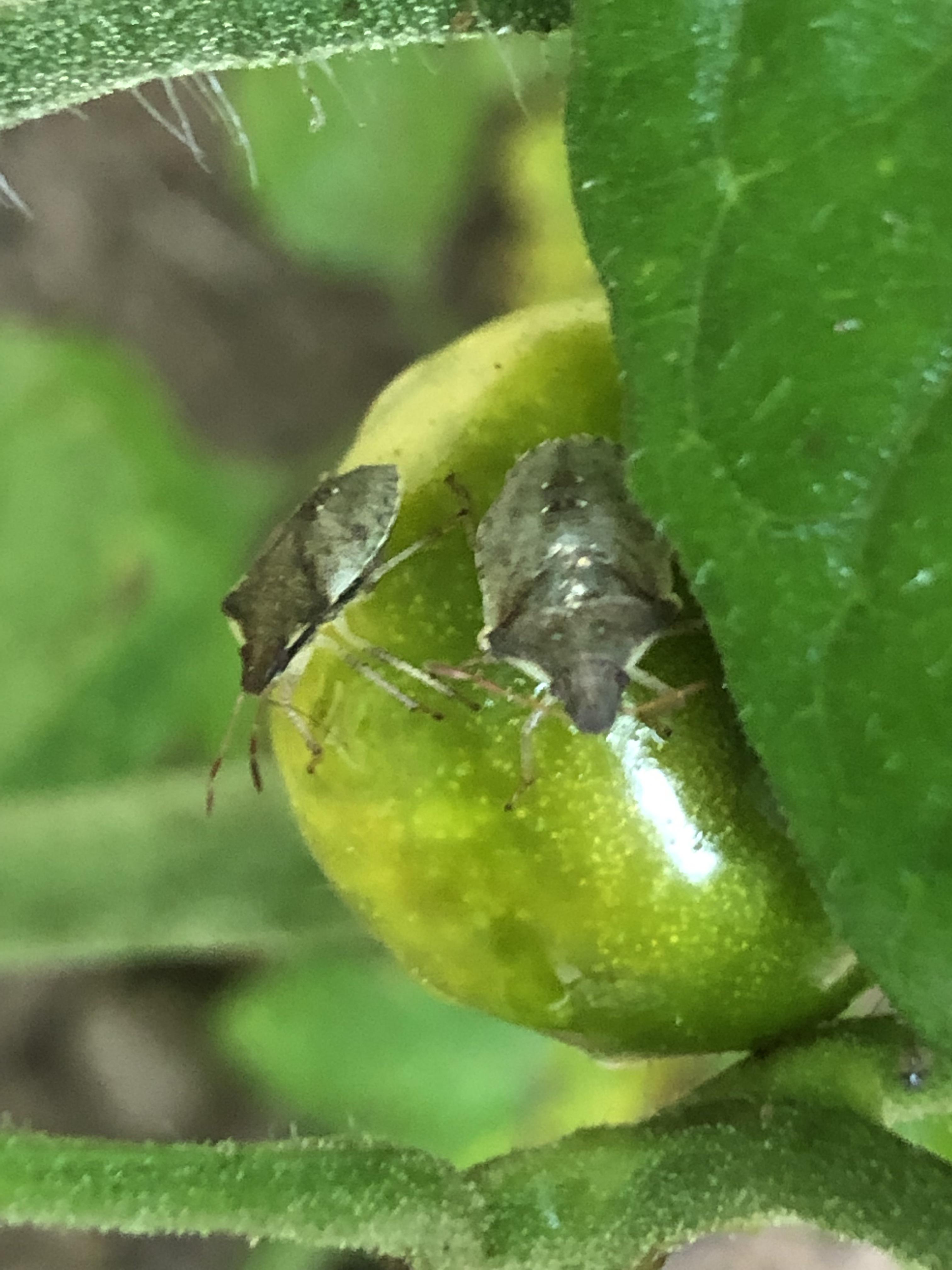 Are these baby stink bugs on my tomatoes? and followup are they bad
