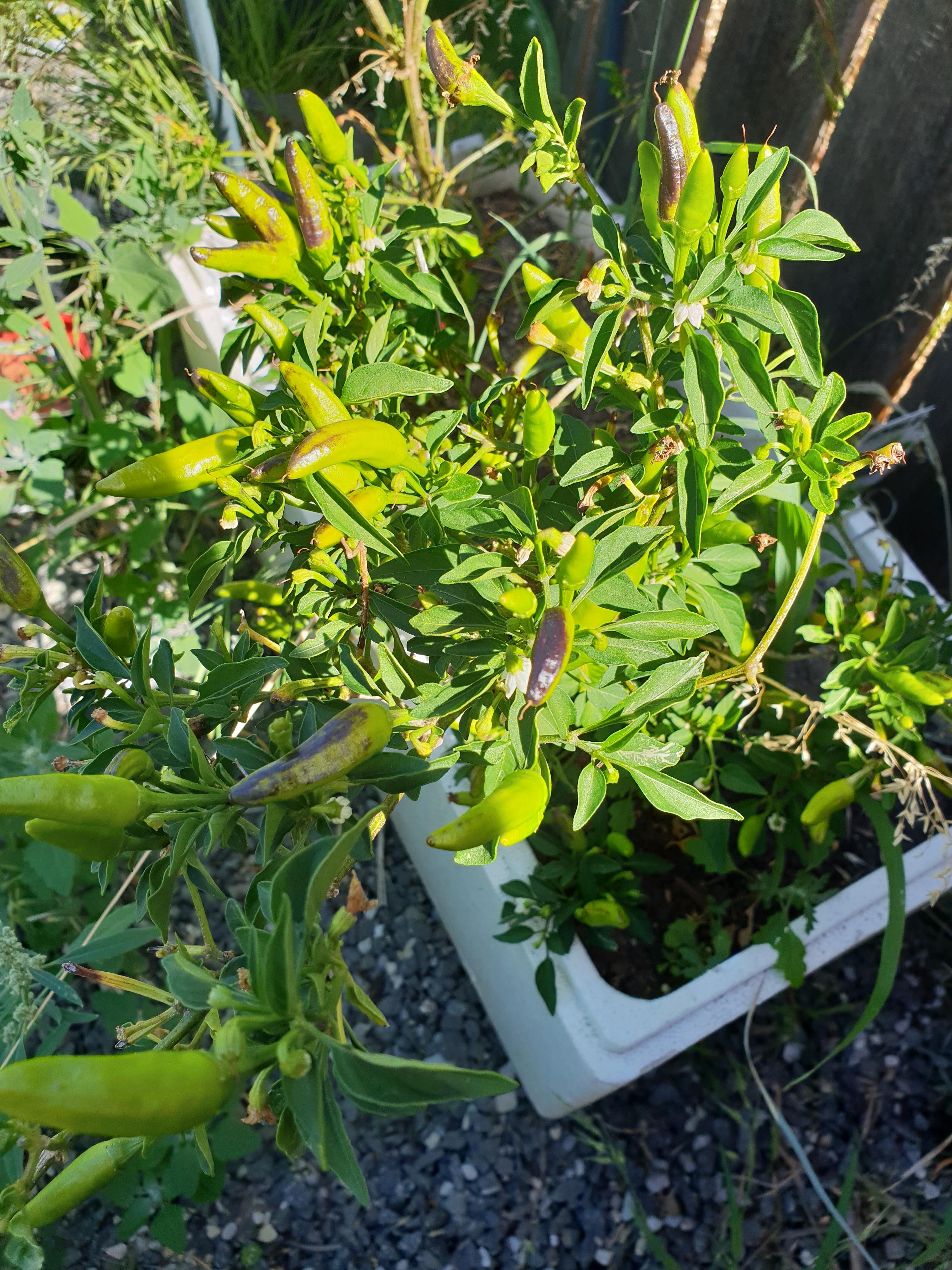 My chillies are turning black and I'm not sure why. They definitely