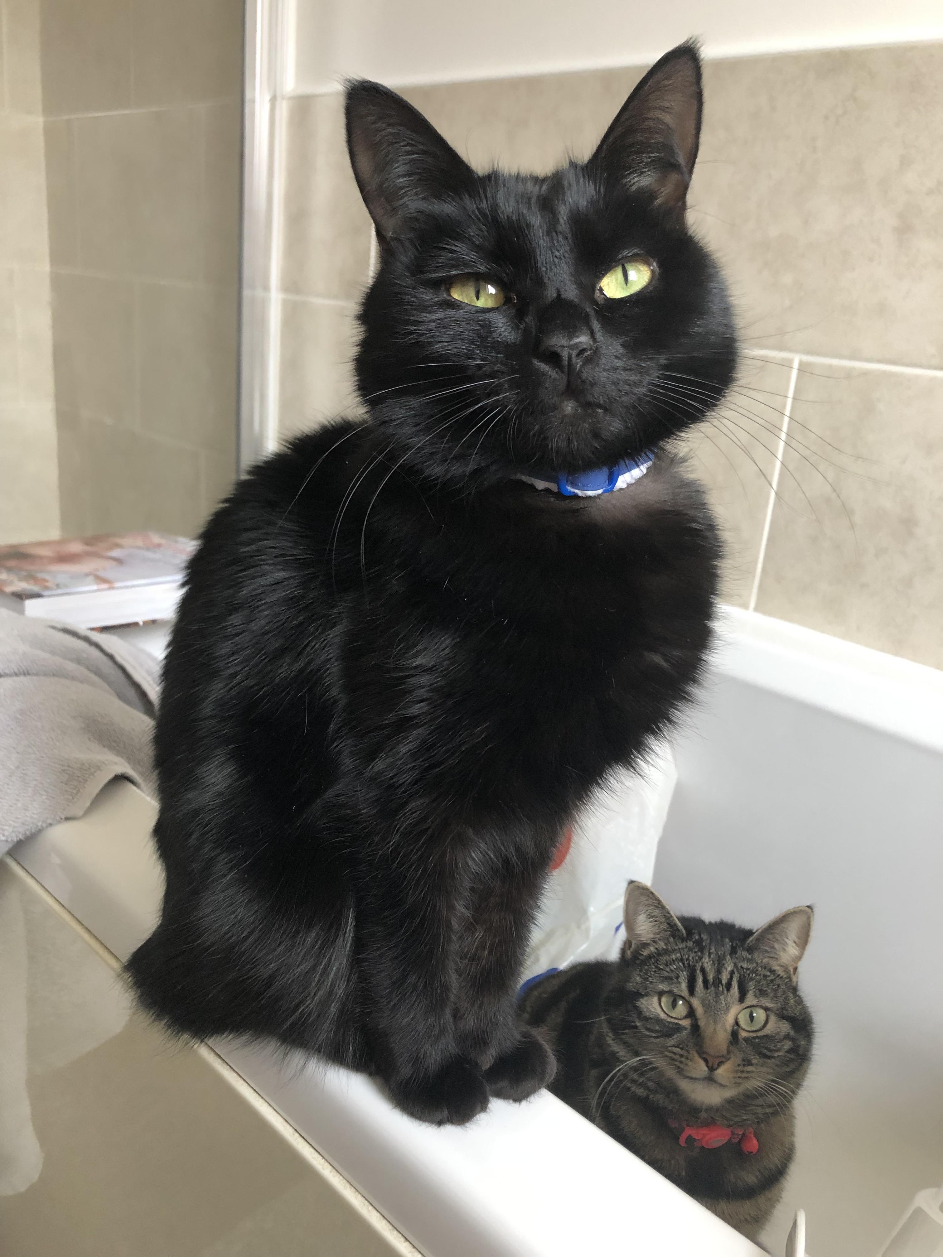 My handsome man Gus also proving black cats are beautiful. cats