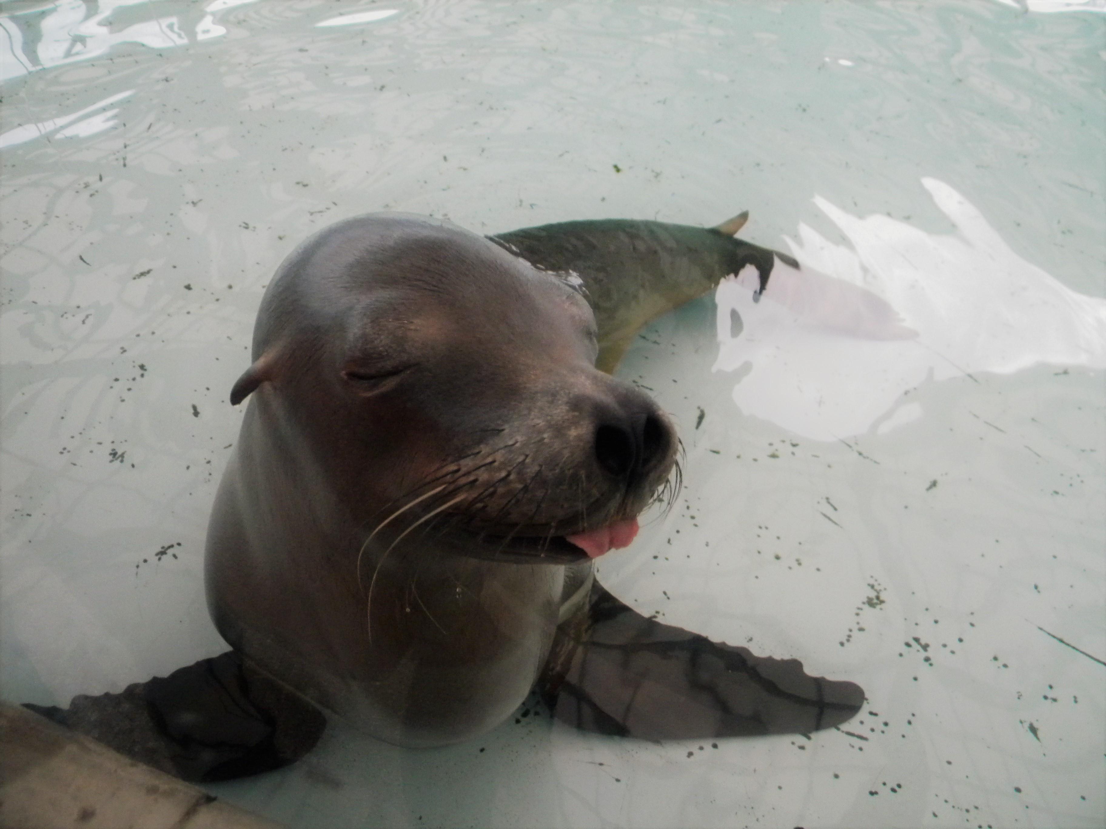 Sea Lion at the Boston Aquarium came over to say hello r/aww