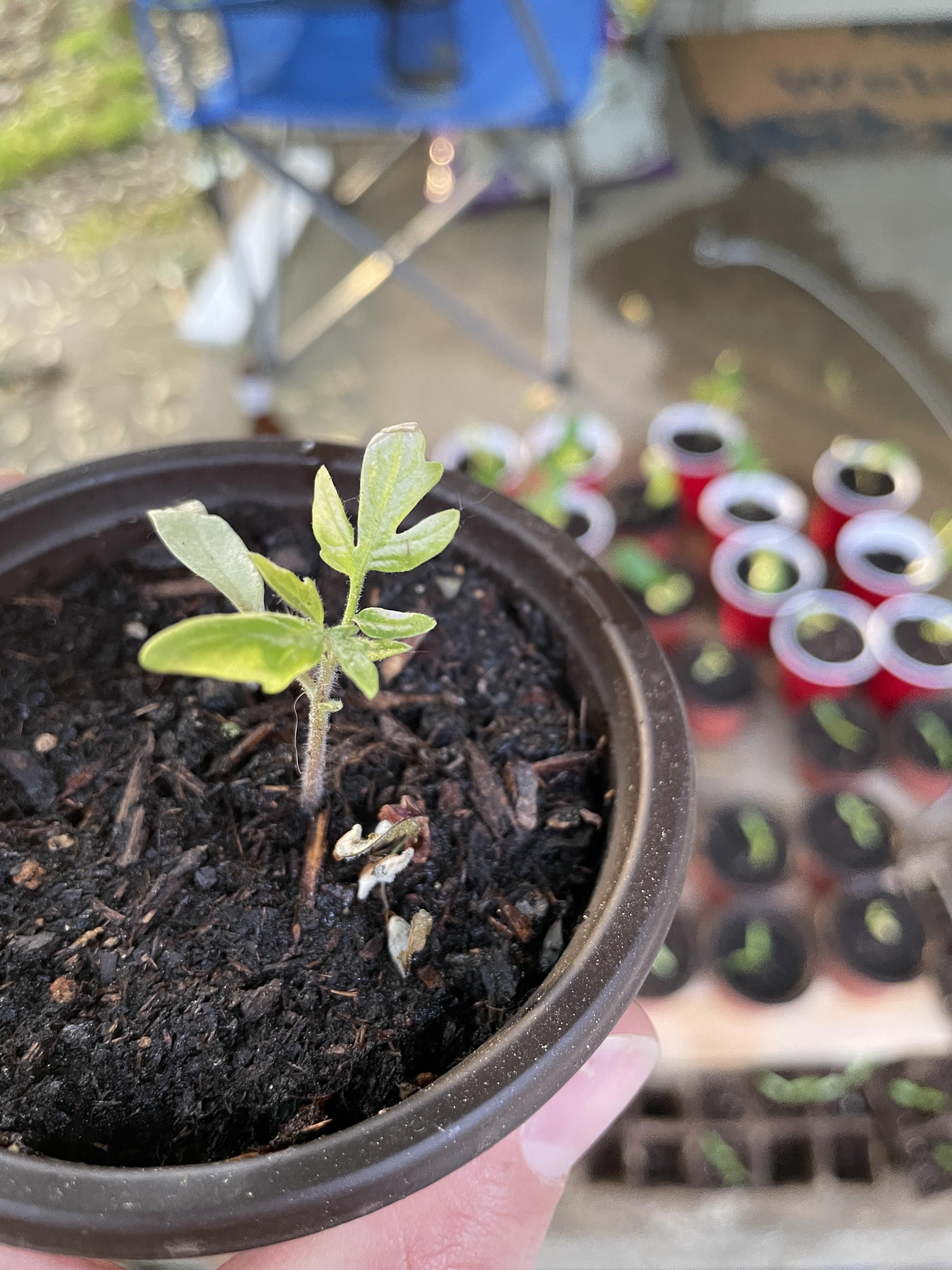 Why are my tomato plants pale? r/vegetablegardening