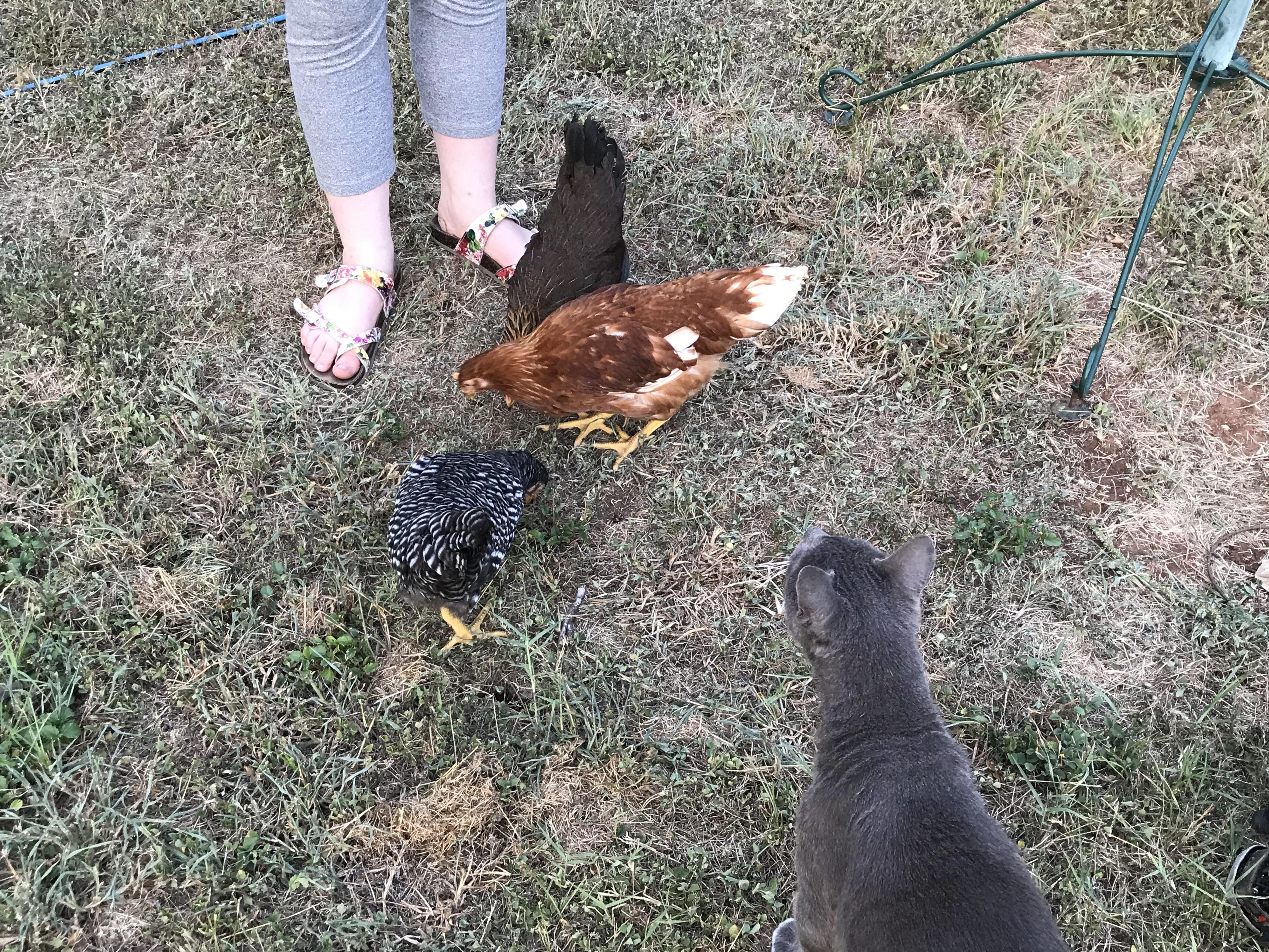 The cats don’t seem to want to bother the chickens, but our dog want so