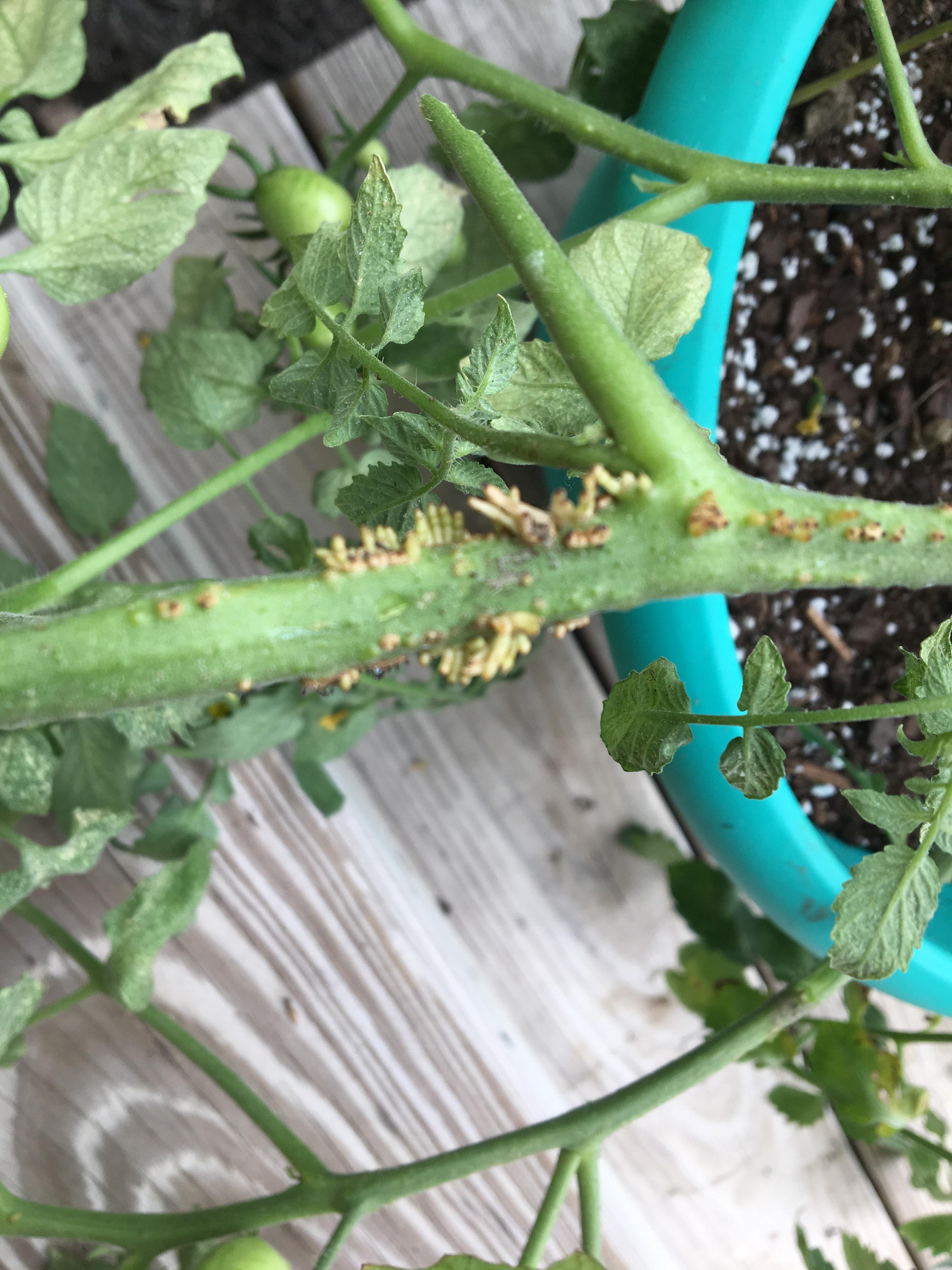 What are these light green worm like things on the tomato plant ? r