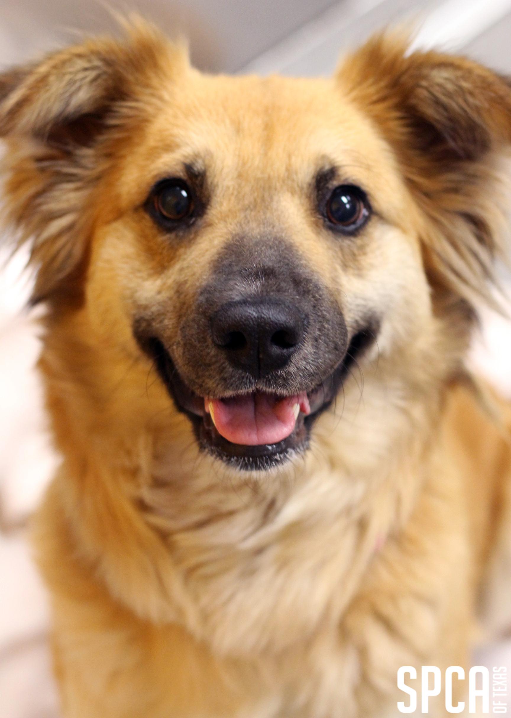Shelter Dog Has the Sweetest Smile! Honey will be available for